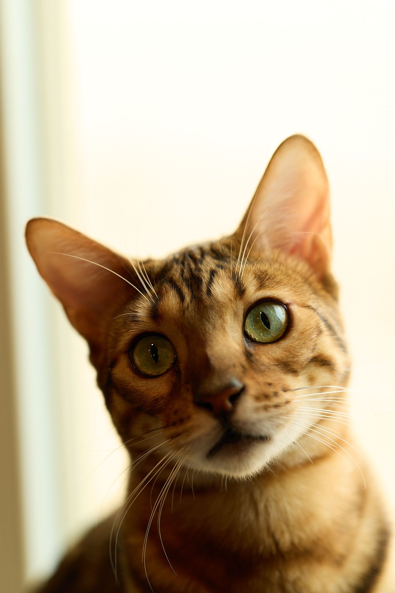 Bengal cat portrait by Atlanta Metro pet photographer Drew Shirley