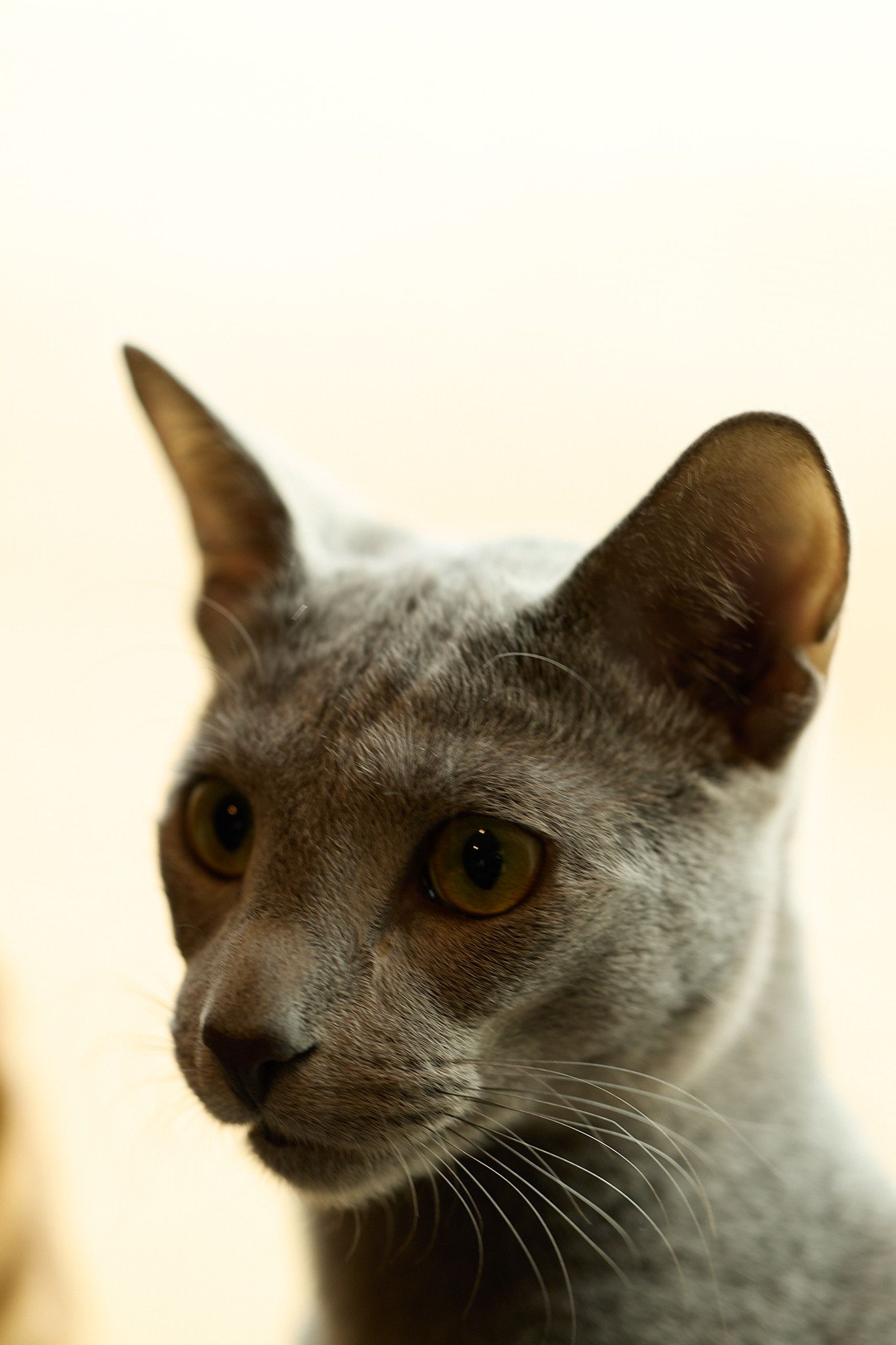 Gray Russian Blue cat portrait by Atlanta Metro pet photographer Drew Shirley