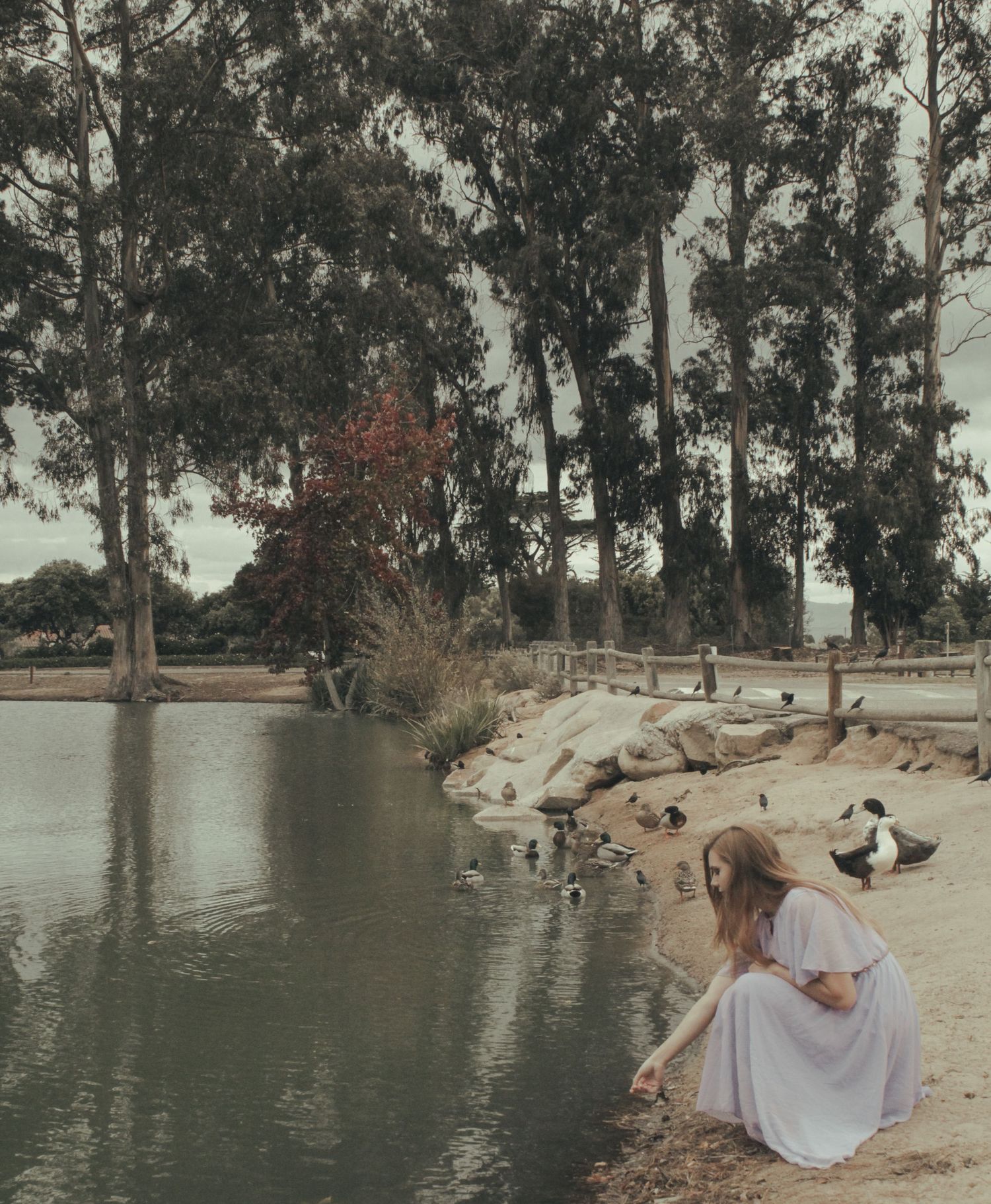 A person in a white dress sits by a tranquil lake surrounded by tall eucalyptus trees on a sunny day.