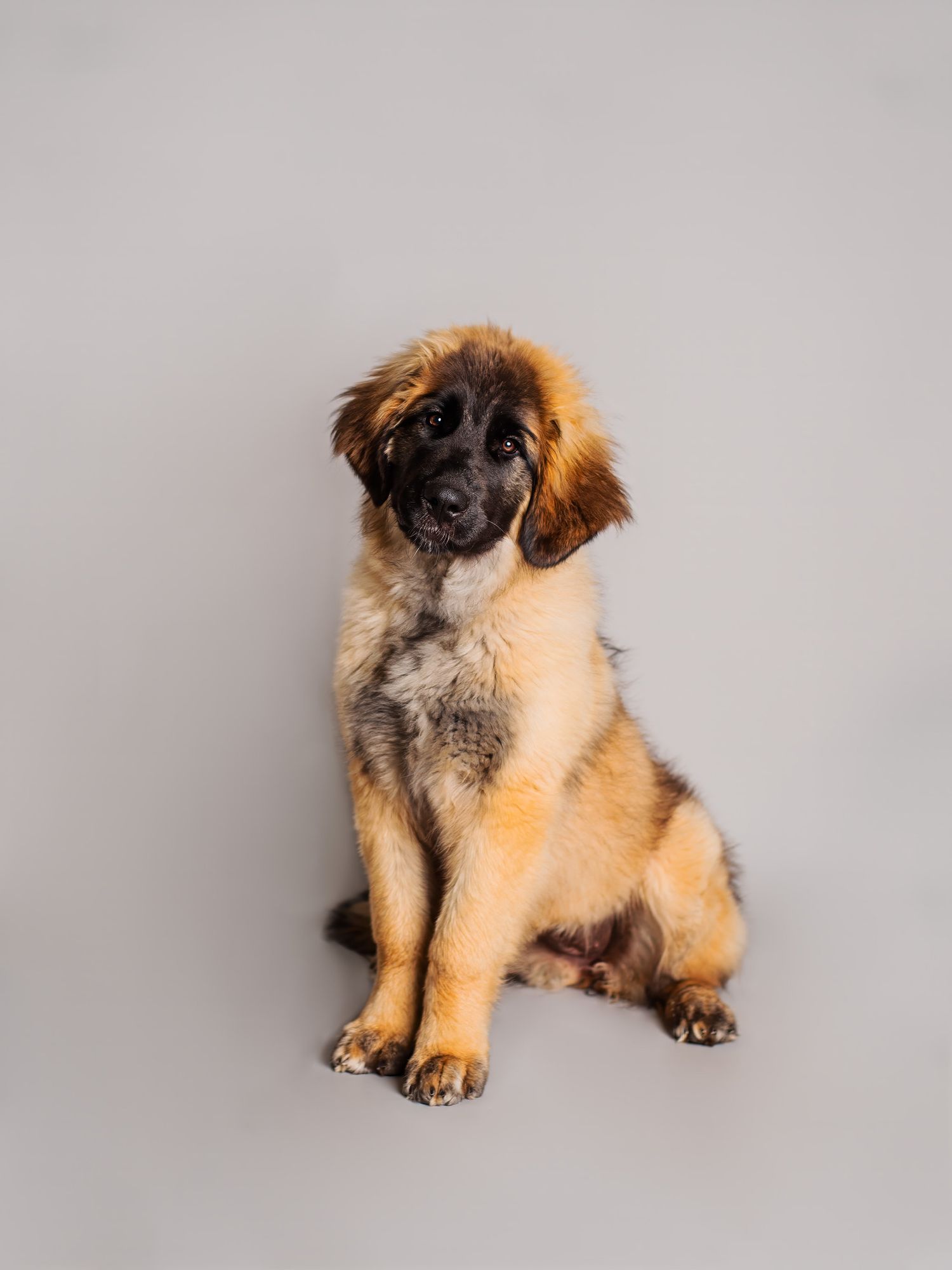 Hundfotograf  Hyssna Marks kommun, Västra Götaland, valp