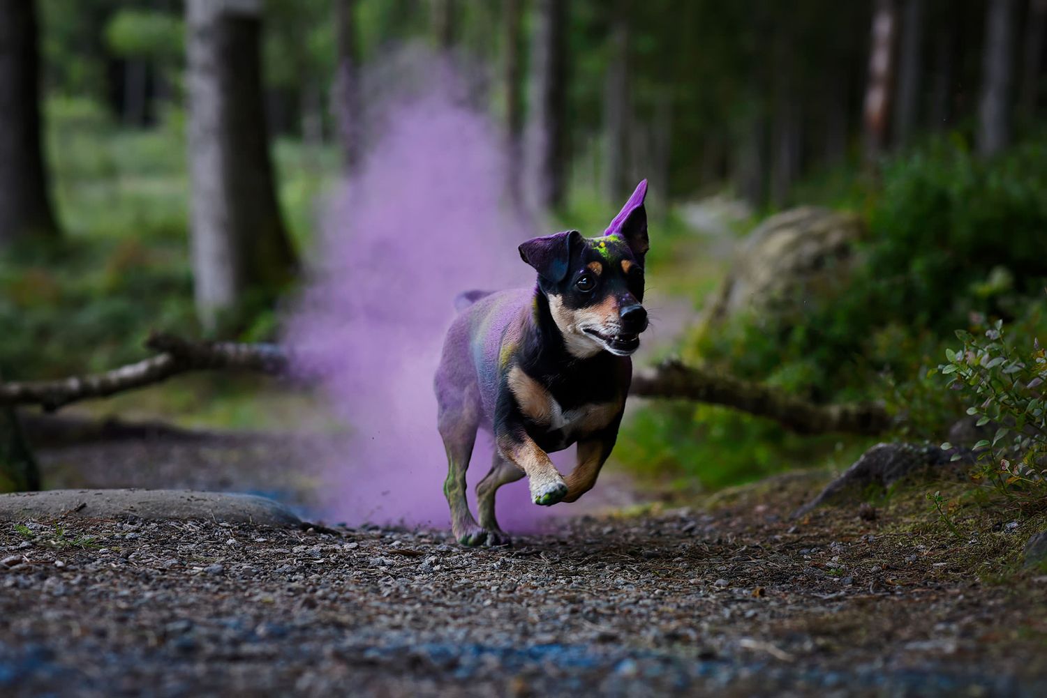Hundfotograf  Hyssna Marks kommun, Västra Götaland