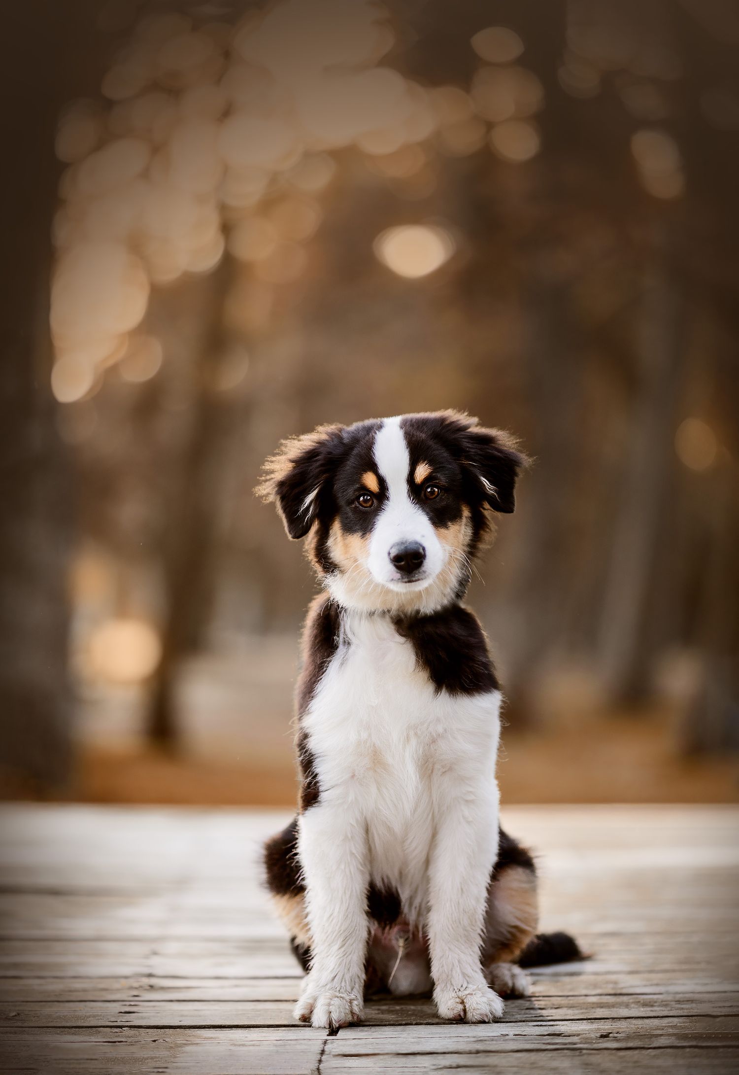 Hundfotograf  Hyssna Marks kommun, Västra Götaland