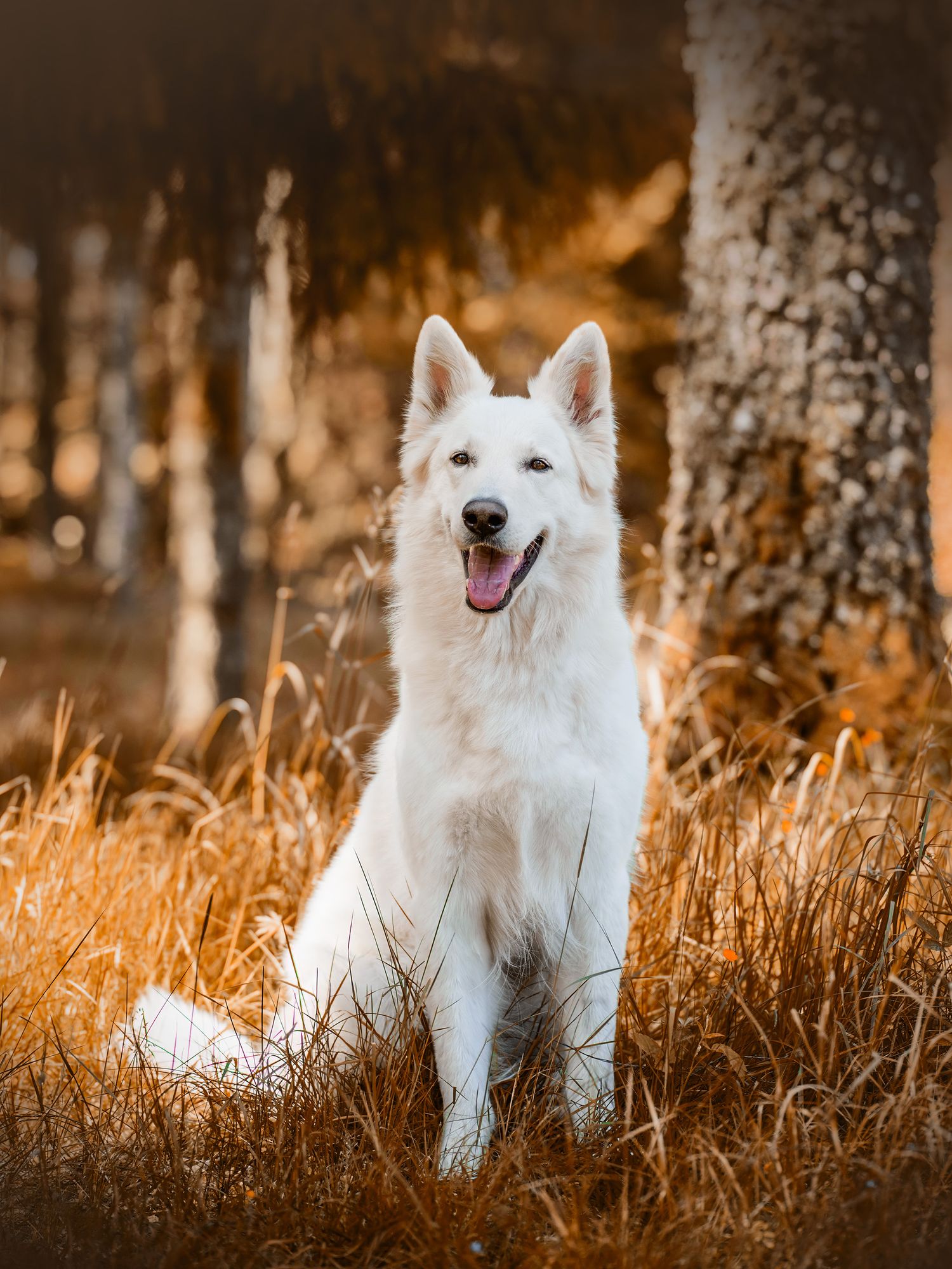 Hundfotograf  Hyssna Marks kommun, Västra Götaland