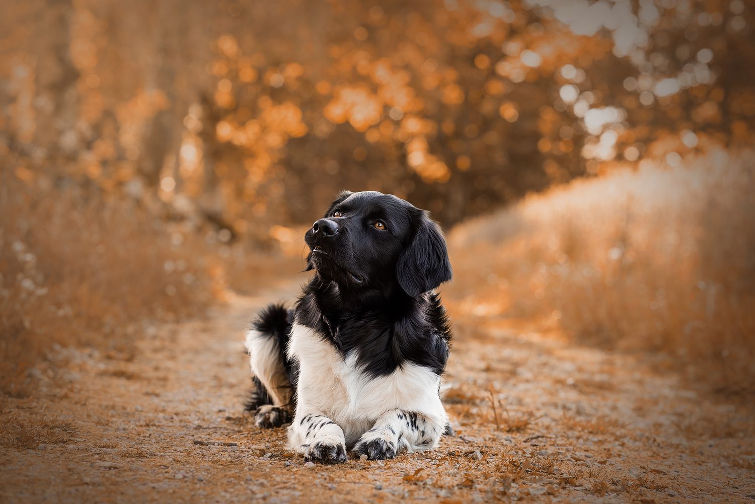 Hundfotograf  Hyssna Marks kommun, Västra Götaland
