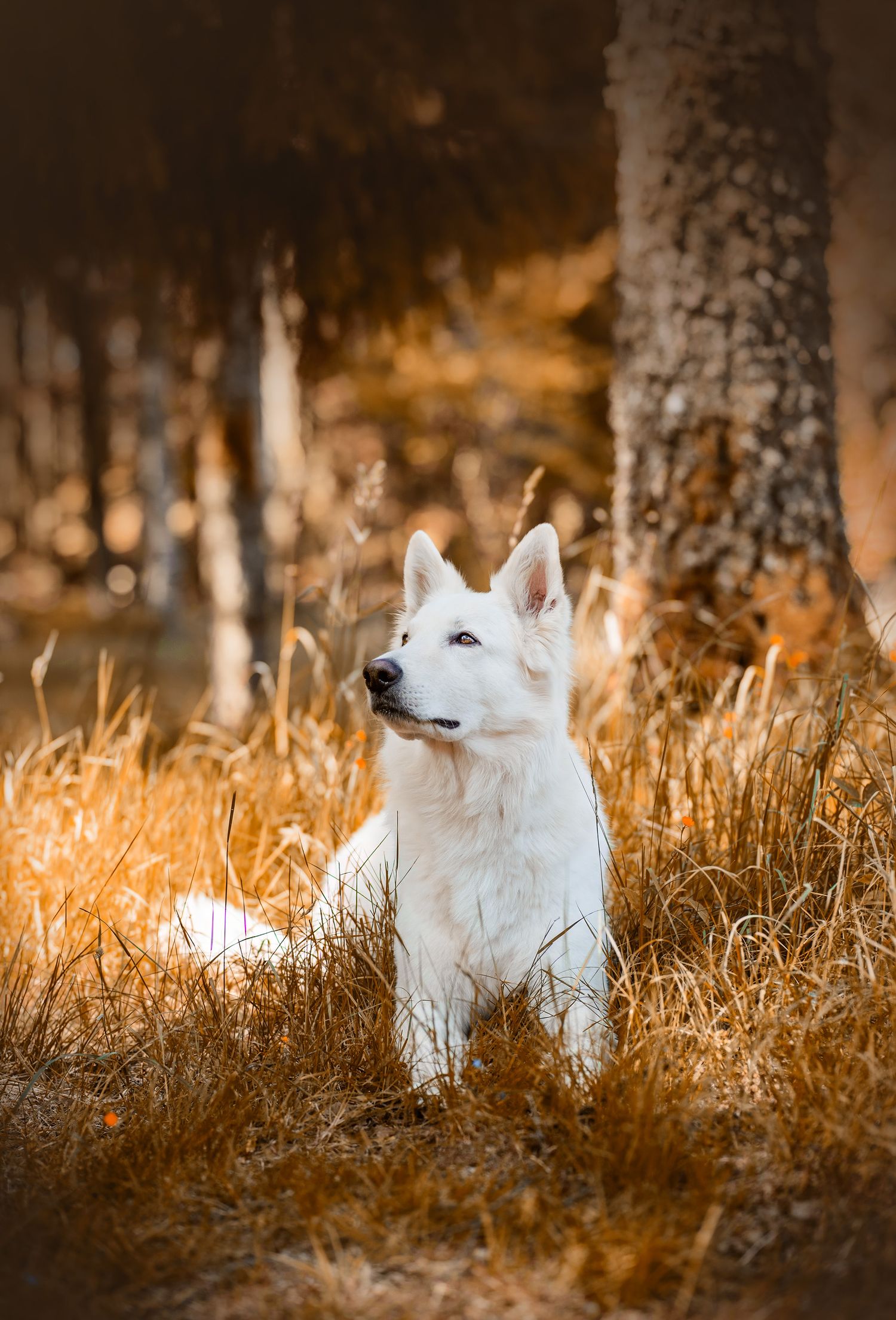 Hundfotograf Hyssna Marks kommun, Västra Götaland, fotografering utomhus, studiofotografering,