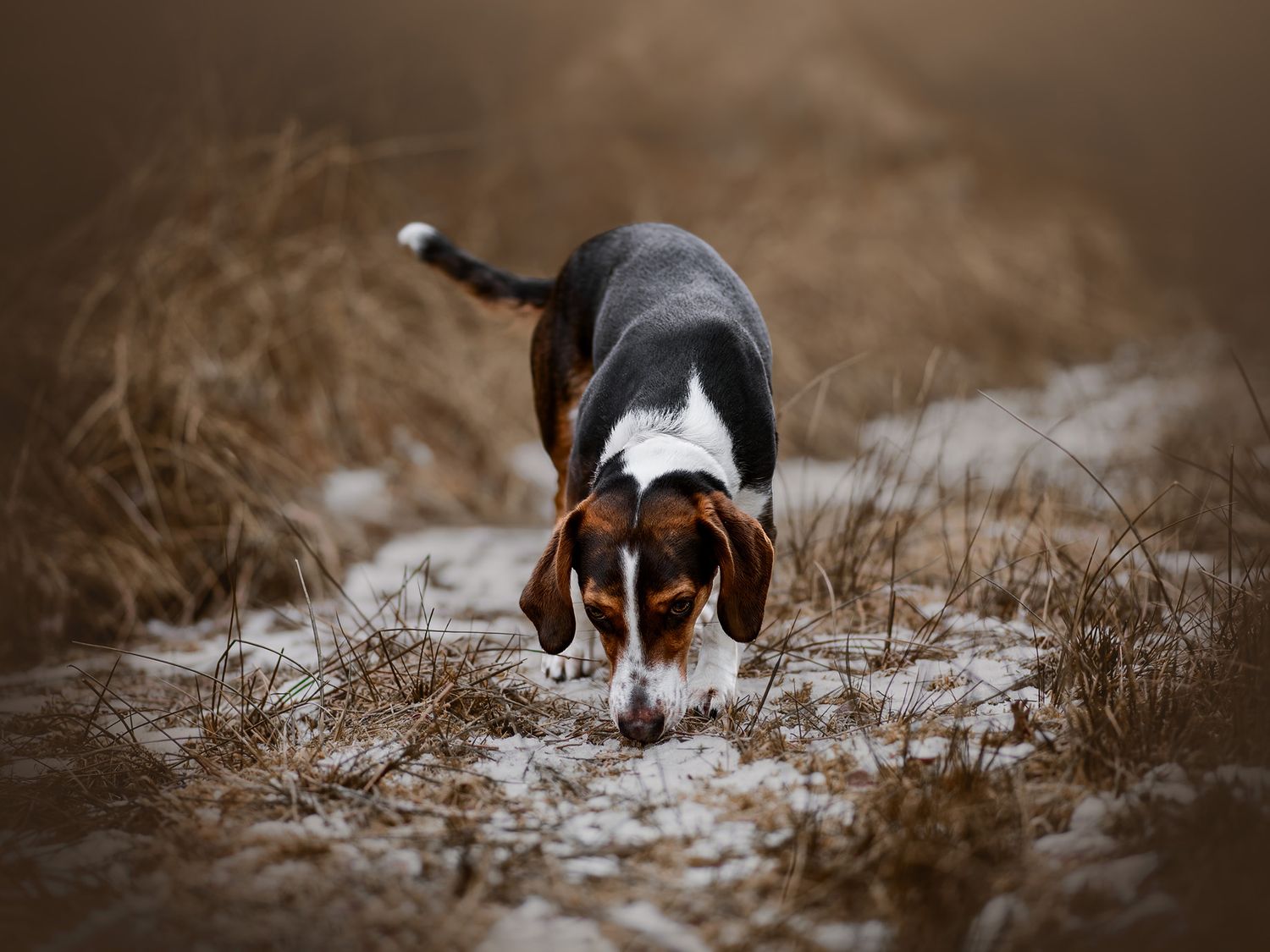 Hundfotograf  Hyssna Marks kommun, Västra Götaland
