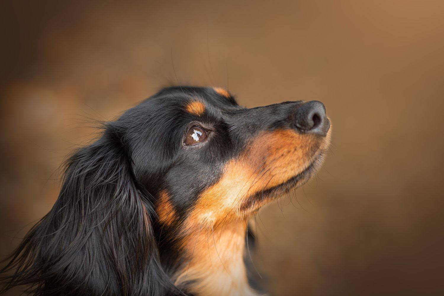 Hundfotografering västra Götalands län, hundfotograf, fotograf, hundar