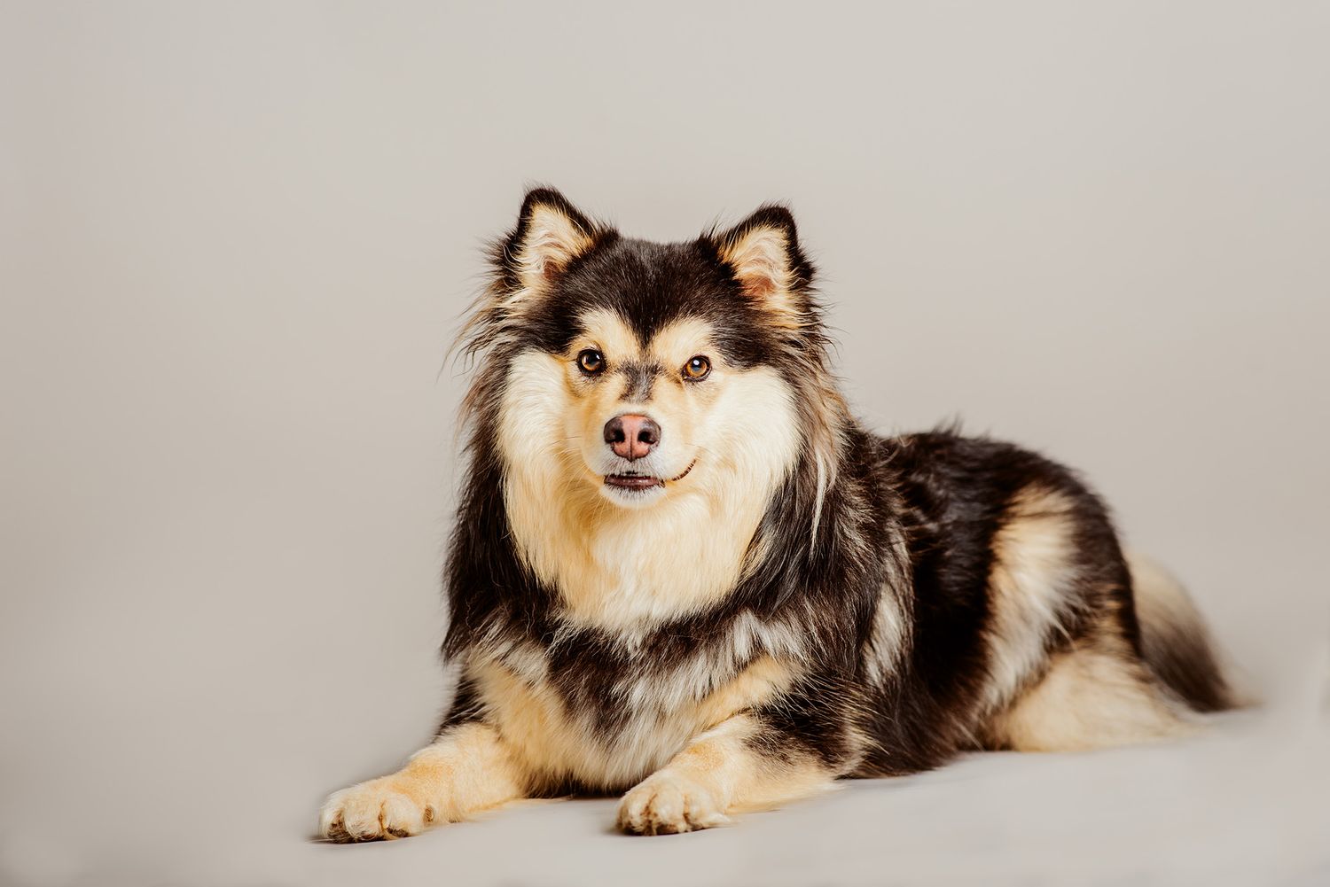 Hundfotograf  Hyssna Marks kommun, Västra Götaland