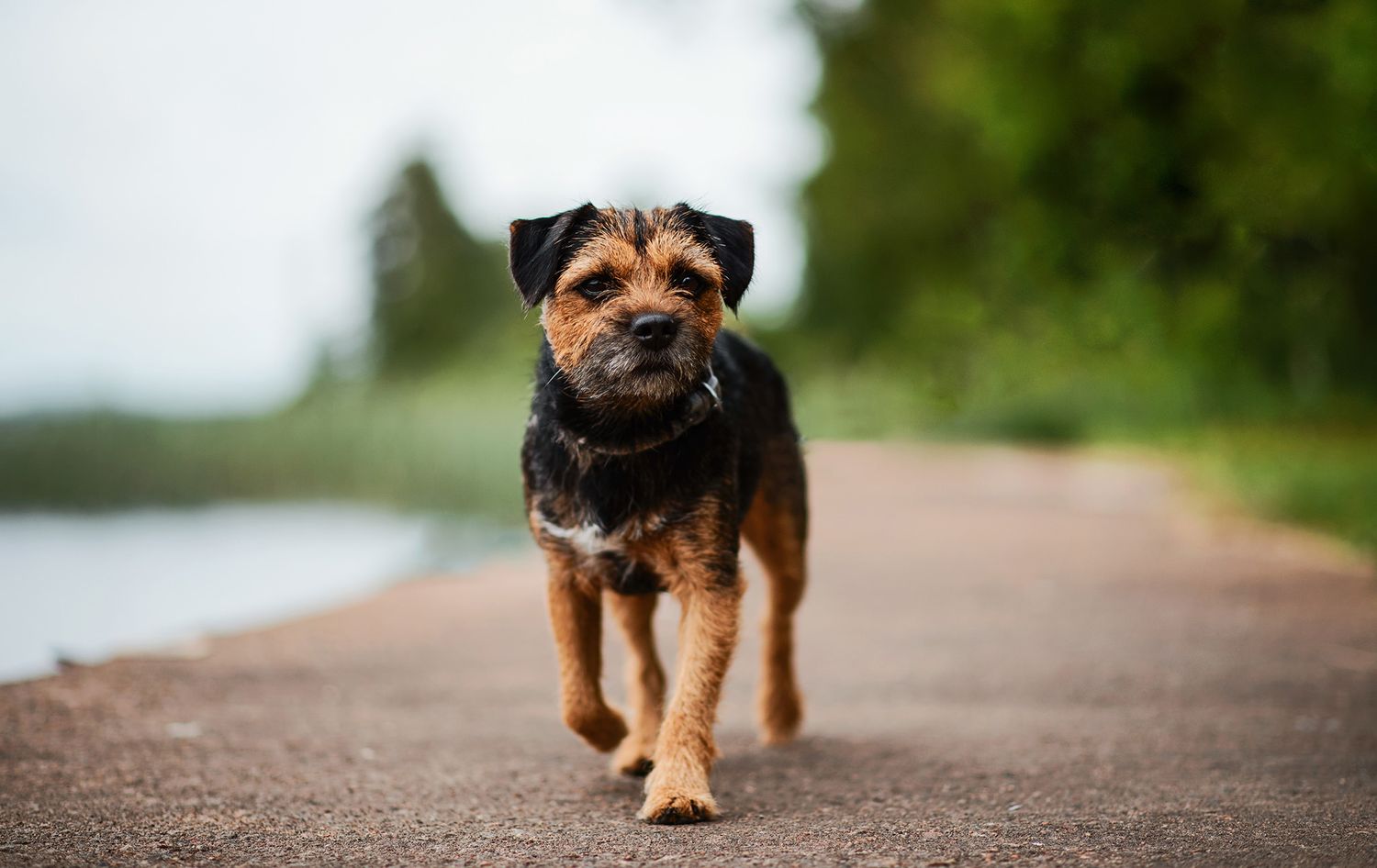 Hundfotograf  Hyssna Marks kommun, Västra Götaland
