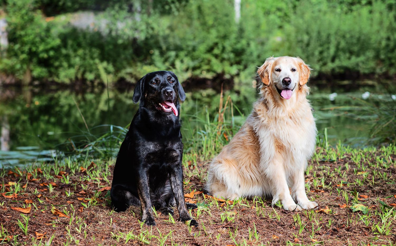 Hundfotograf  Hyssna Marks kommun, Västra Götaland