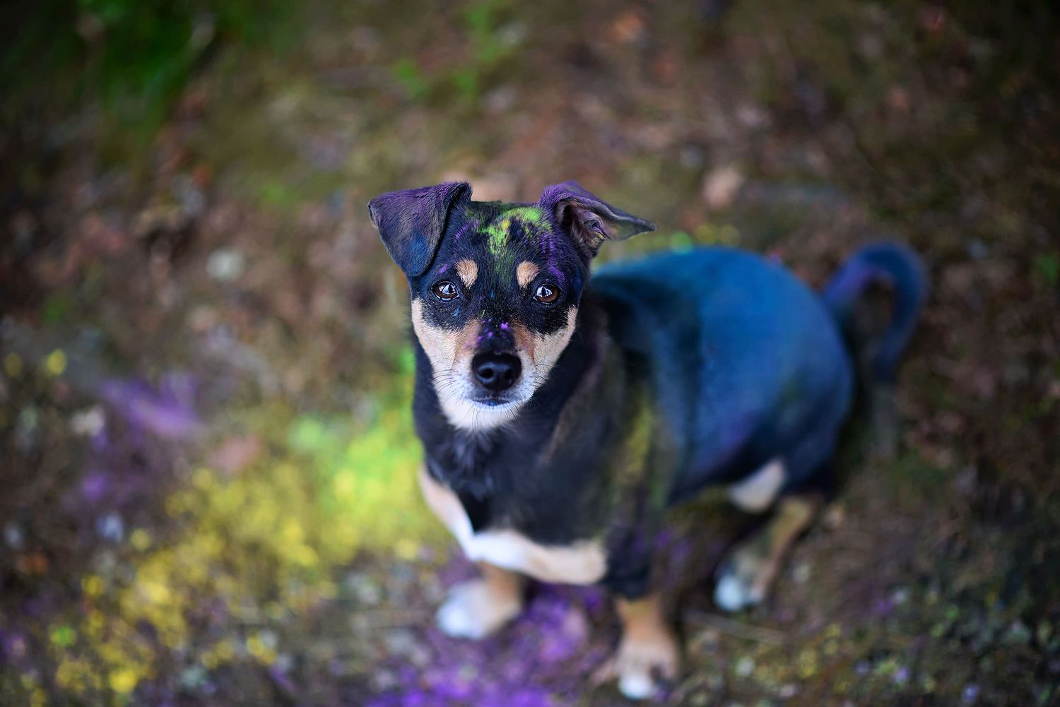 Hundfotograf  Hyssna Marks kommun, Västra Götaland