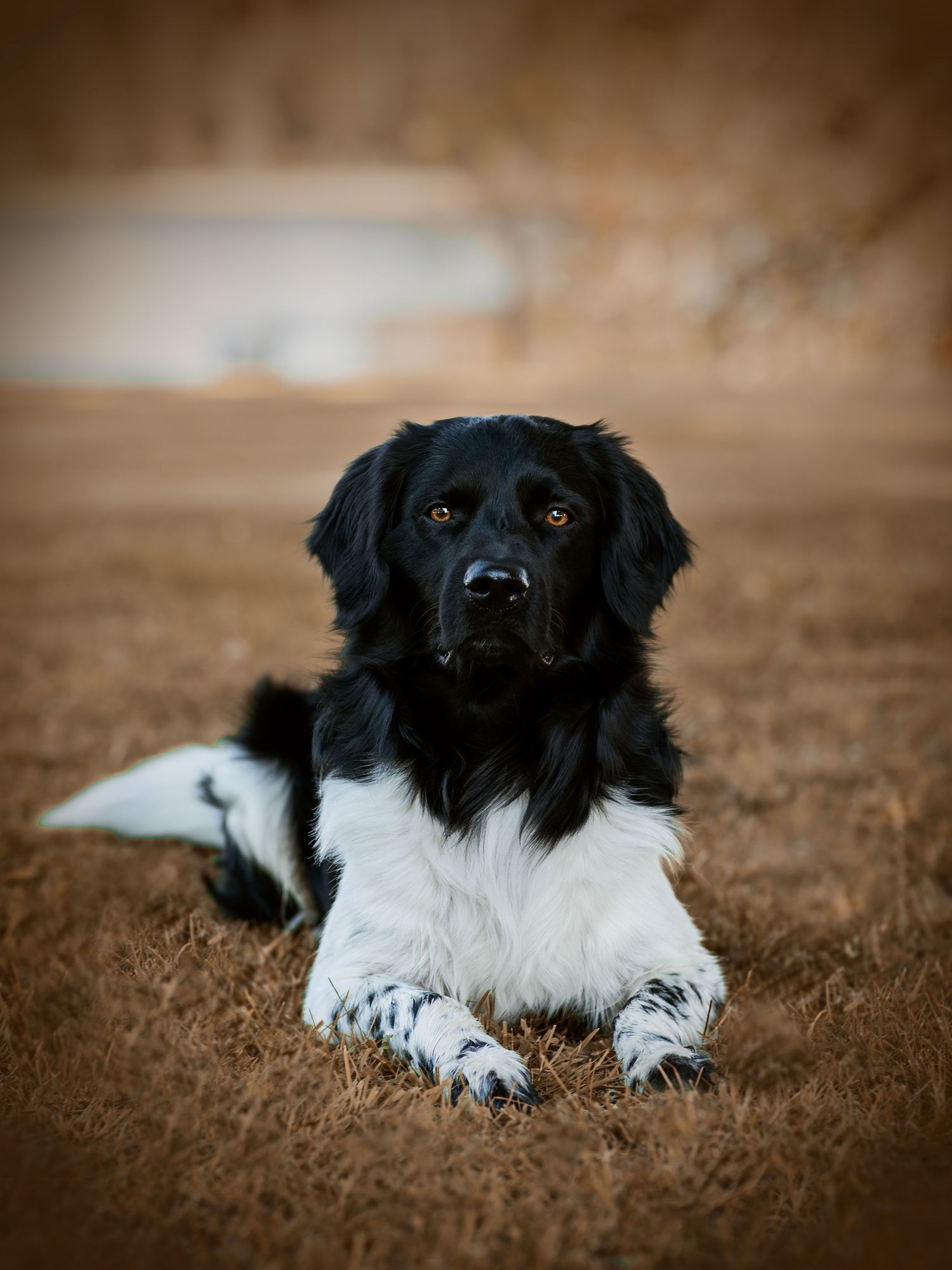 Hundfotograf  Hyssna Marks kommun, Västra Götaland