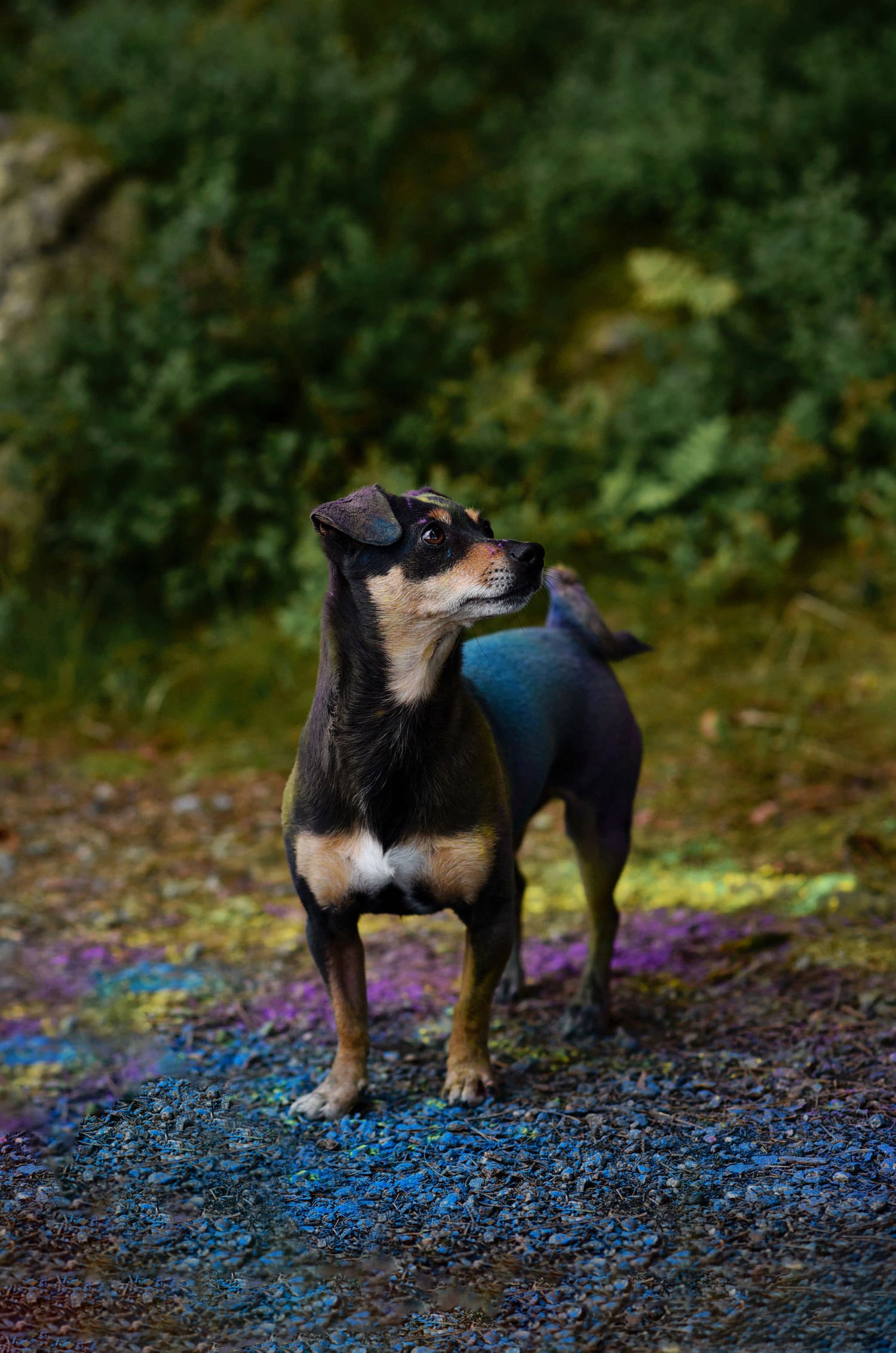 Hundfotograf  Hyssna Marks kommun, Västra Götaland