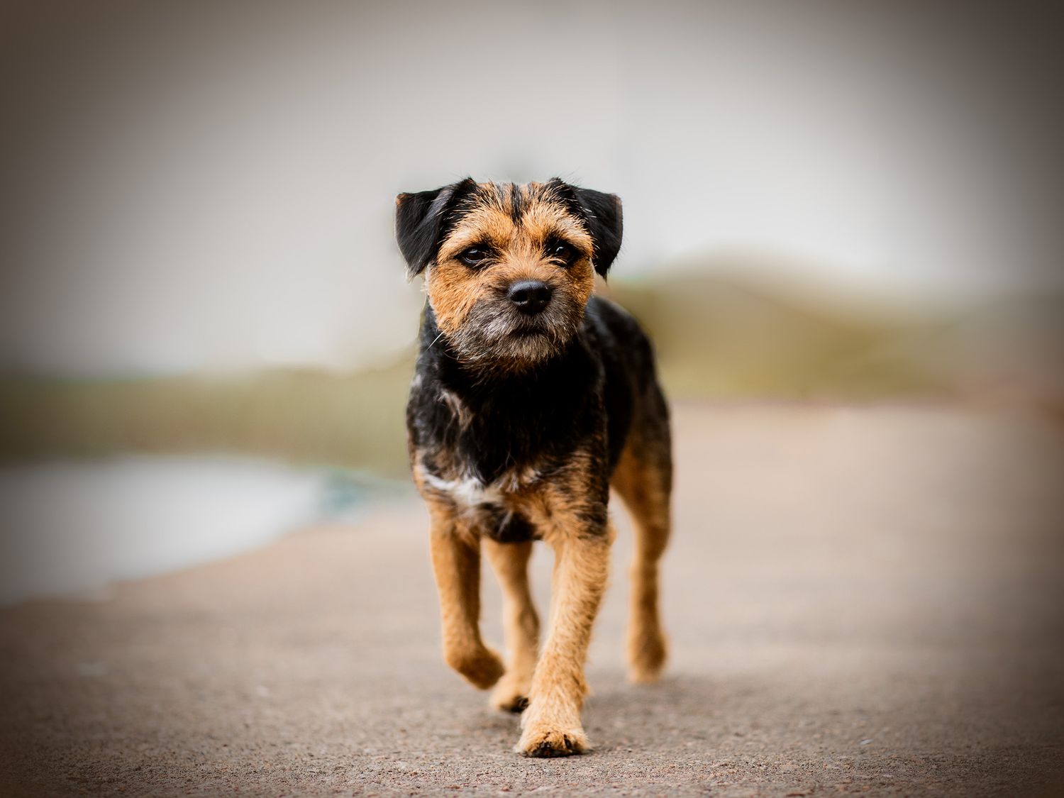 Hundfotograf  Hyssna Marks kommun, Västra Götaland