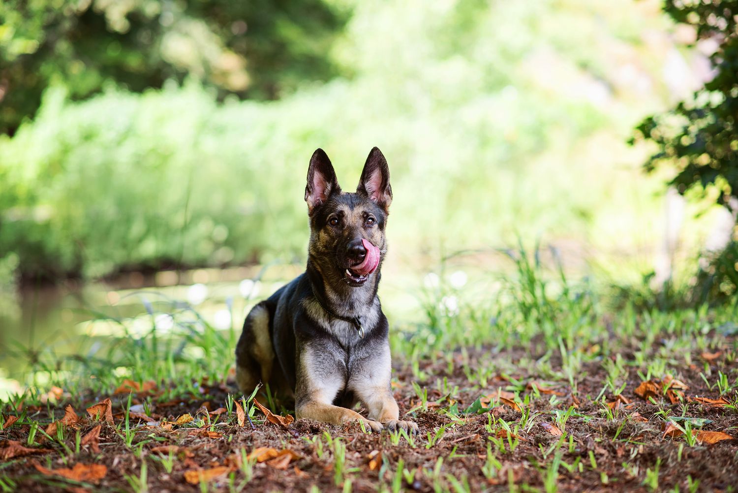 Hundfotograf  Hyssna Marks kommun, Västra Götaland