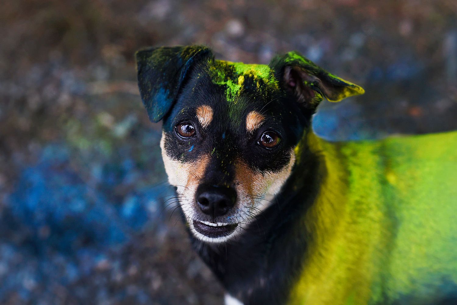Hundfotograf  Hyssna Marks kommun, Västra Götaland