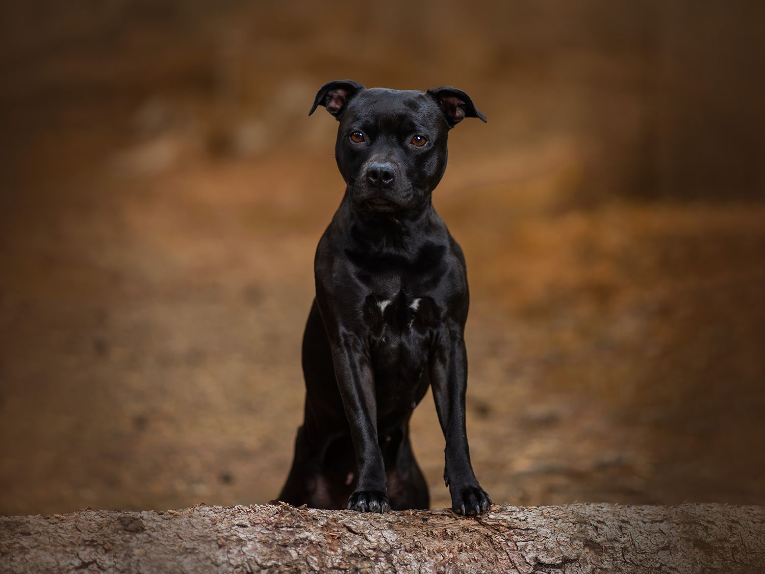 Hundfotograf  Hyssna Marks kommun, Västra Götaland