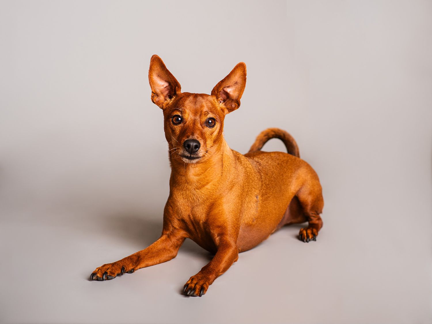 Hundfotograf  Hyssna Marks kommun, Västra Götaland, fotografering studio, studiofotografering,