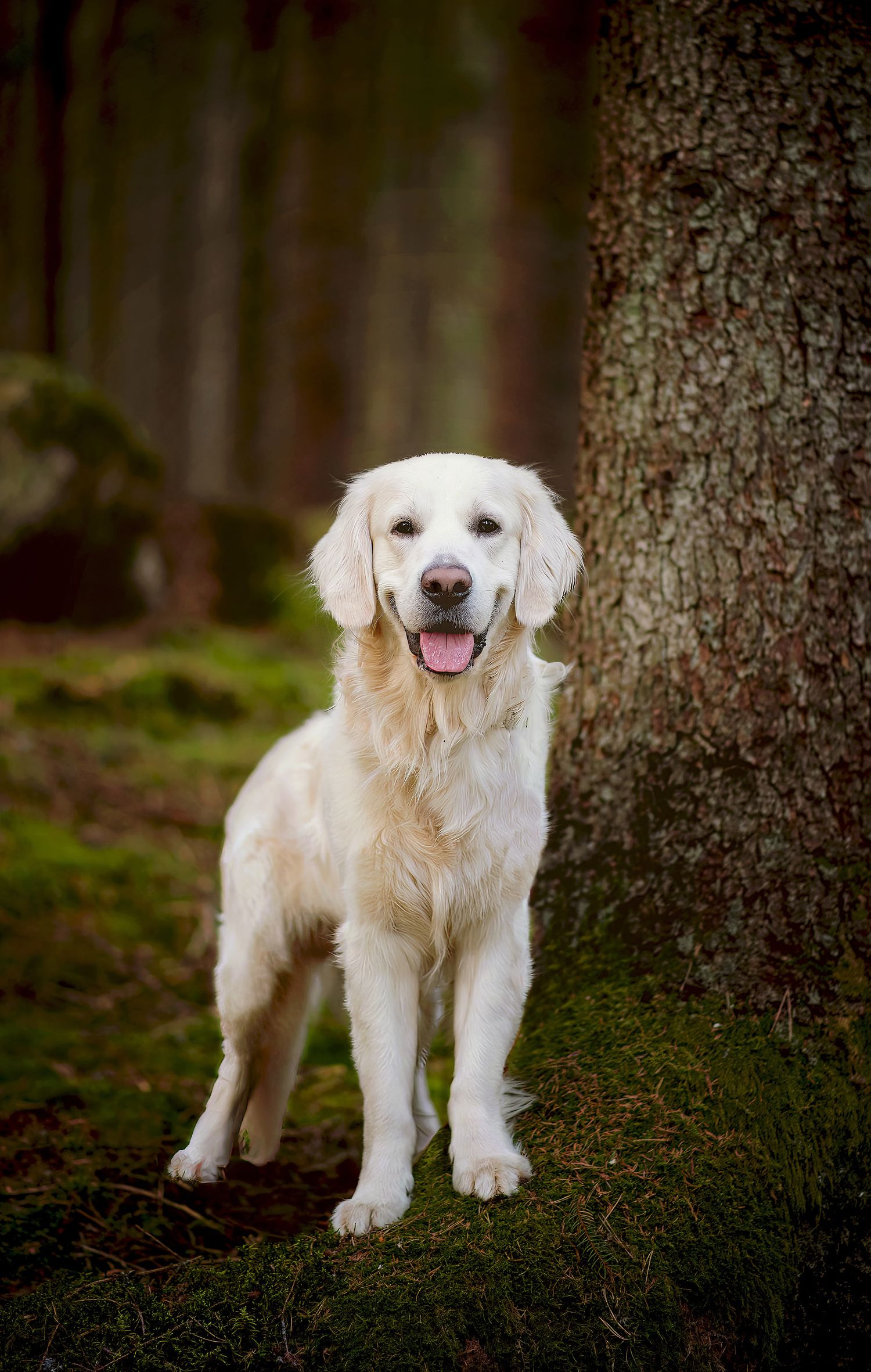 Hundfotograf  Hyssna Marks kommun, Västra Götaland
