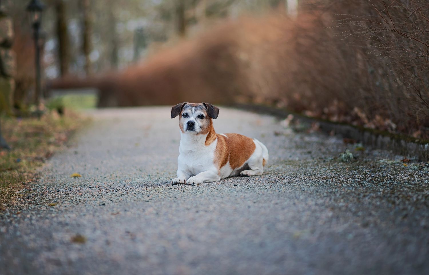 Hundfotograf  Hyssna Marks kommun, Västra Götaland