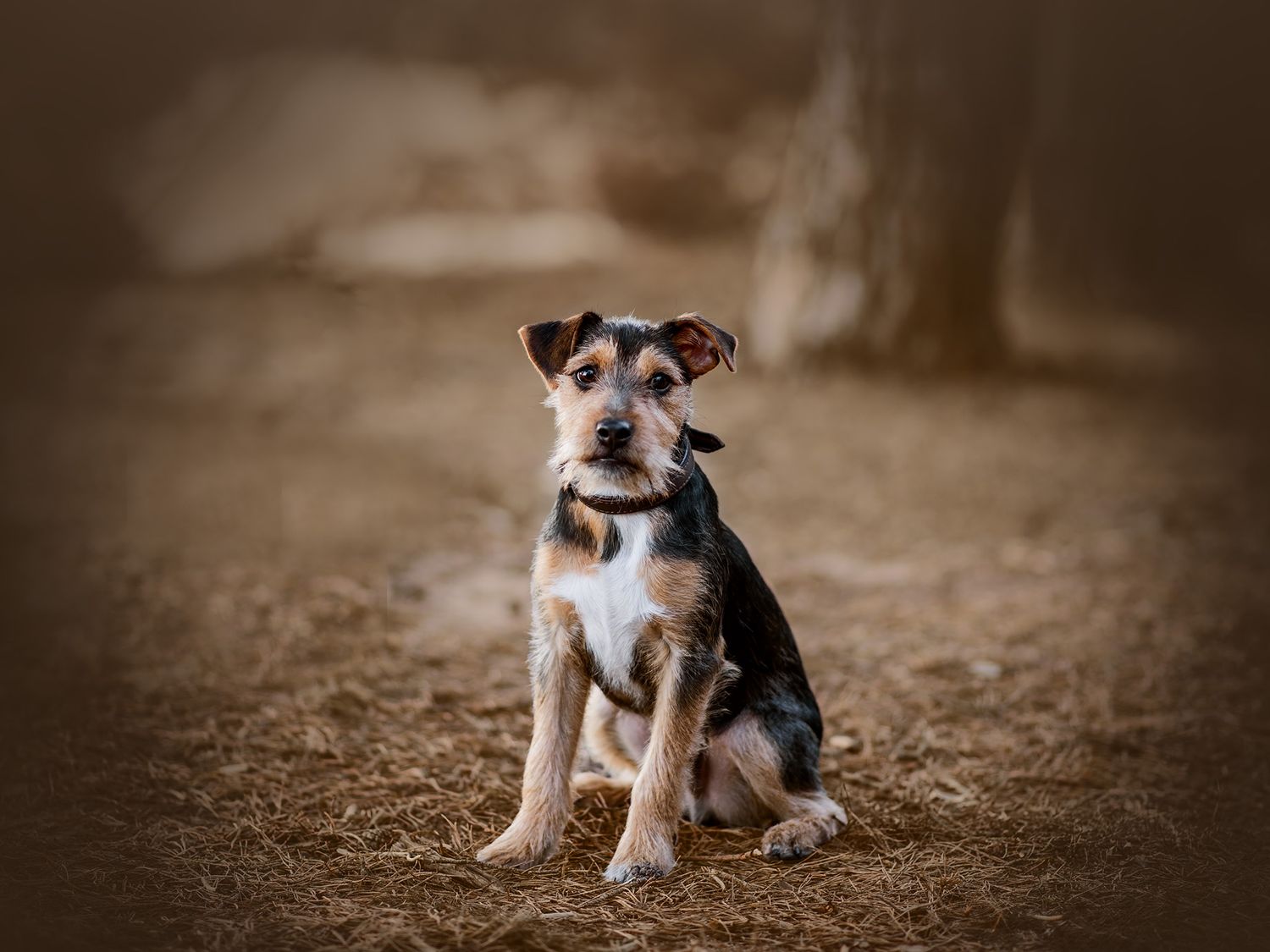 Hundfotograf  Hyssna Marks kommun, Västra Götaland