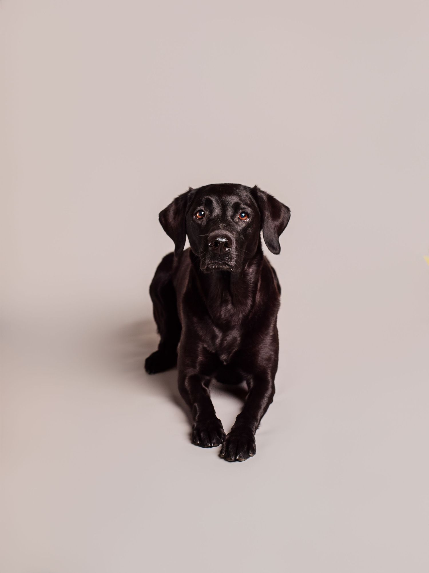 Hundfotograf Hyssna Marks kommun, Västra Götaland, fotografering studio, studiofotografering,