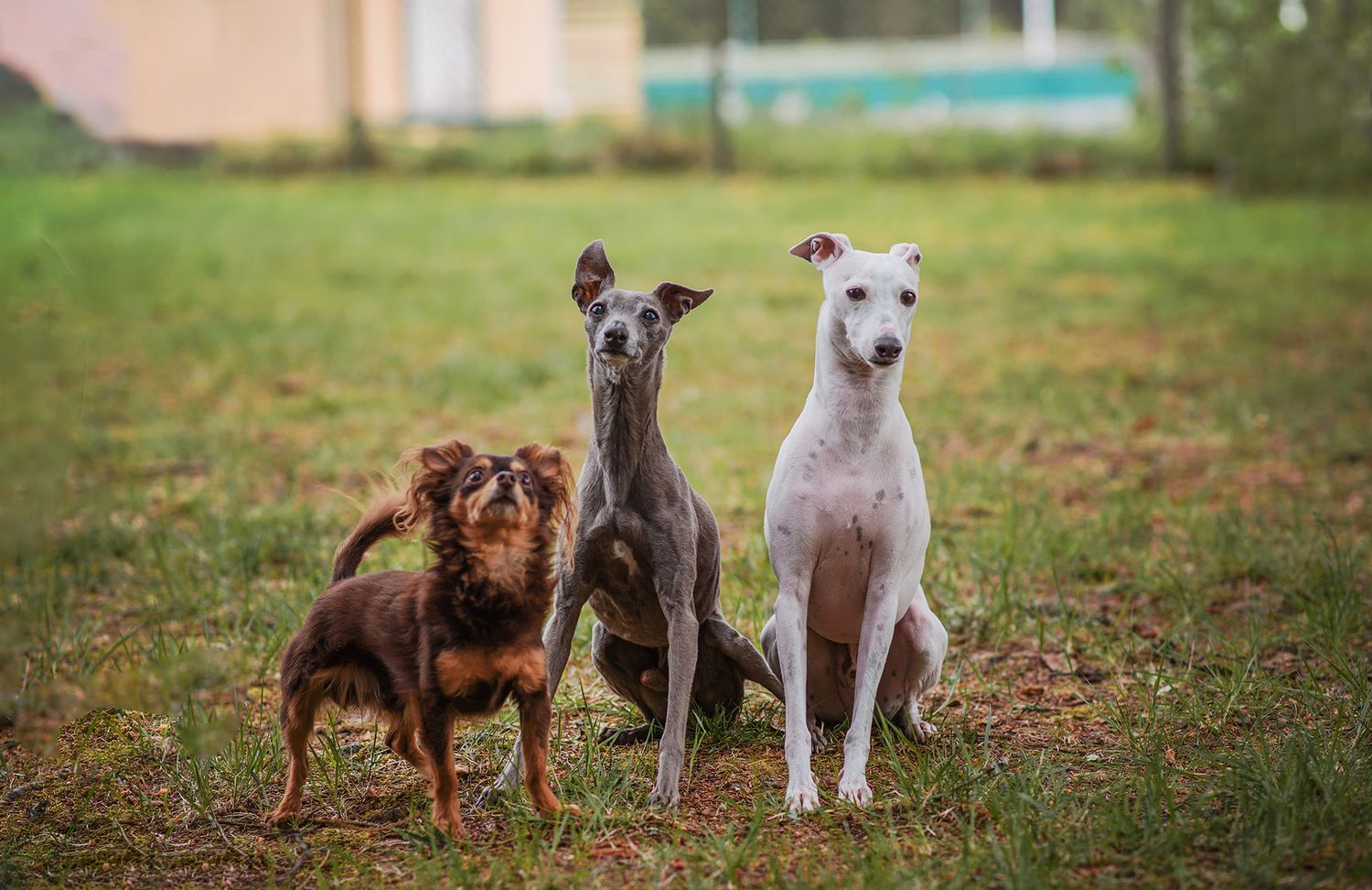 Hundfotograf  Hyssna Marks kommun, Västra Götaland