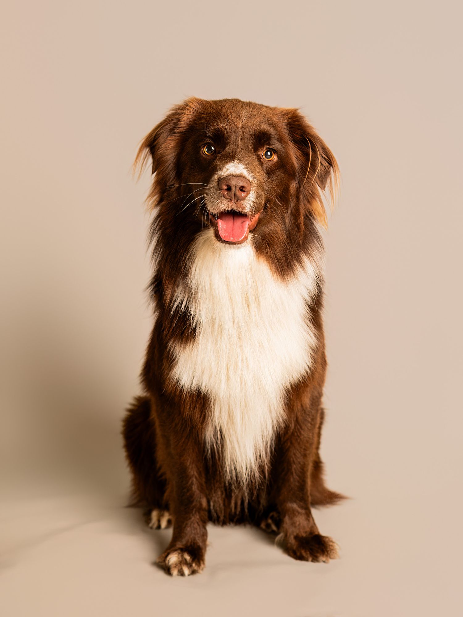 Hundfotograf  Hyssna Marks kommun, Västra Götaland