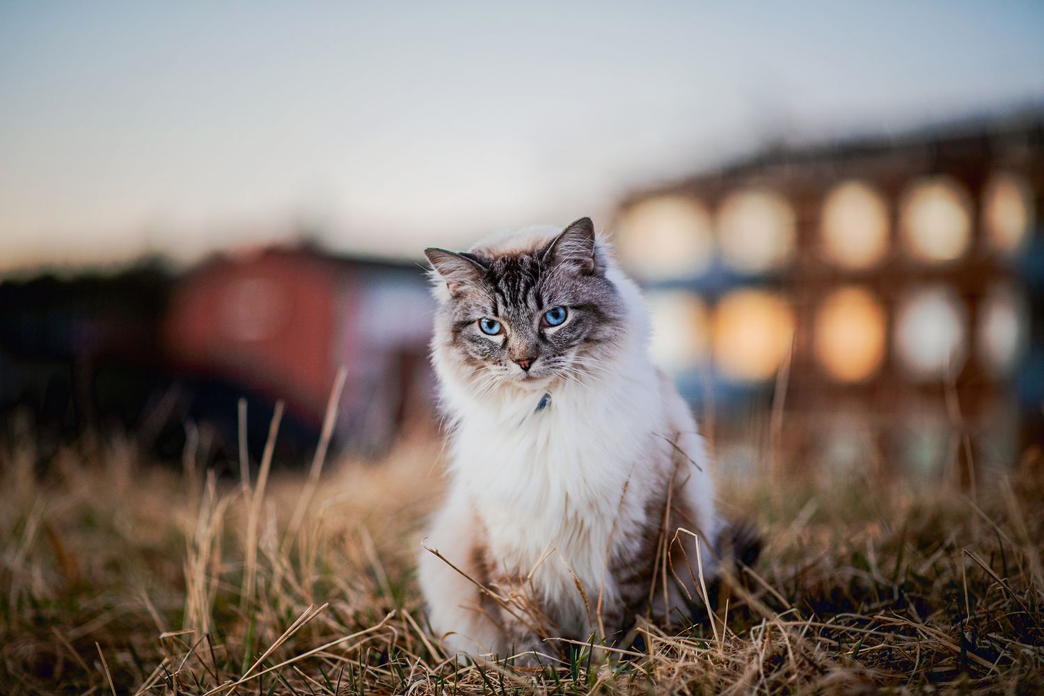 Kattfotograf Hyssna Marks kommun, Västra Götaland, fotografering utomhus, studiofotografering,