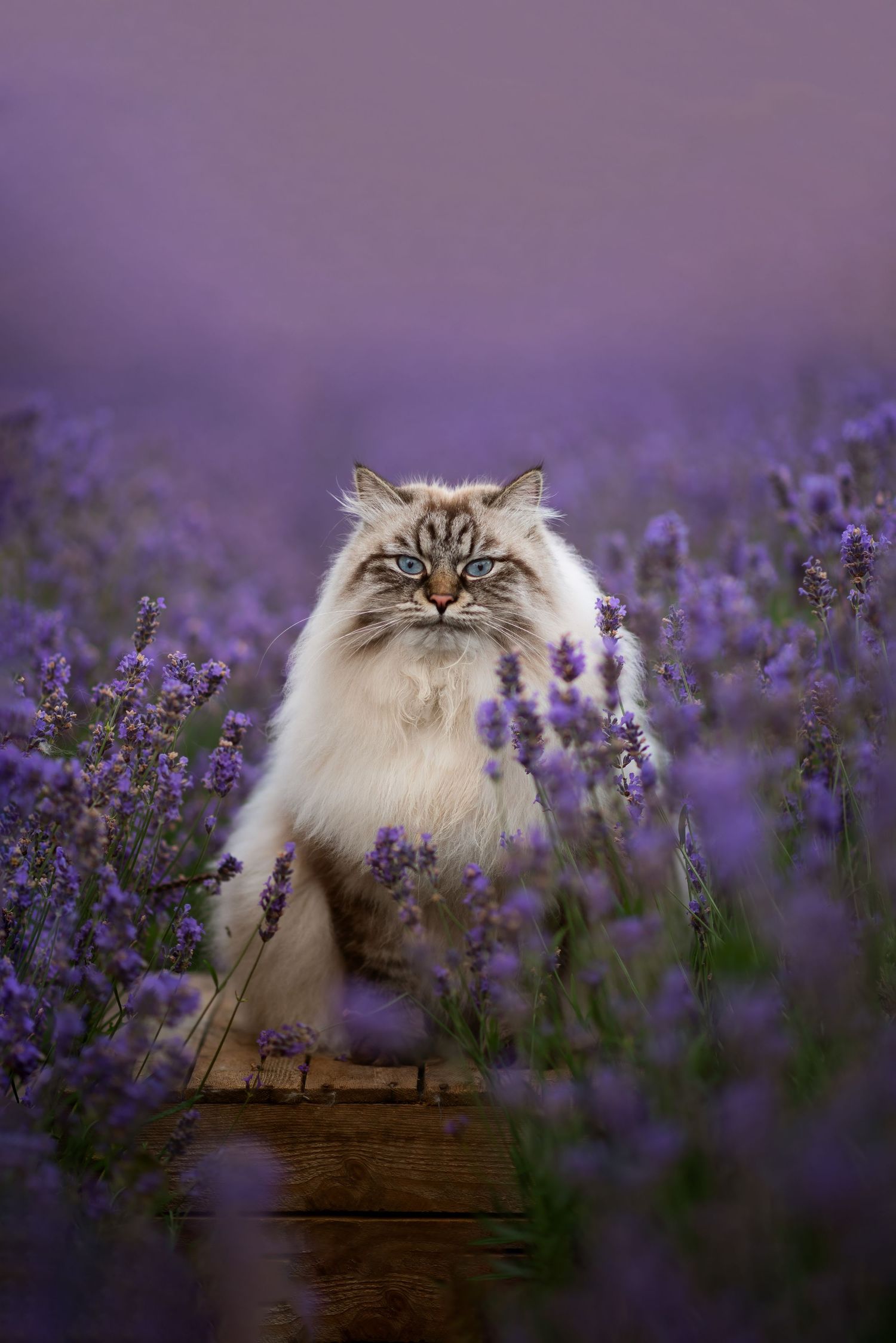 Kattfotograf  Hyssna Marks kommun, Västra Götaland