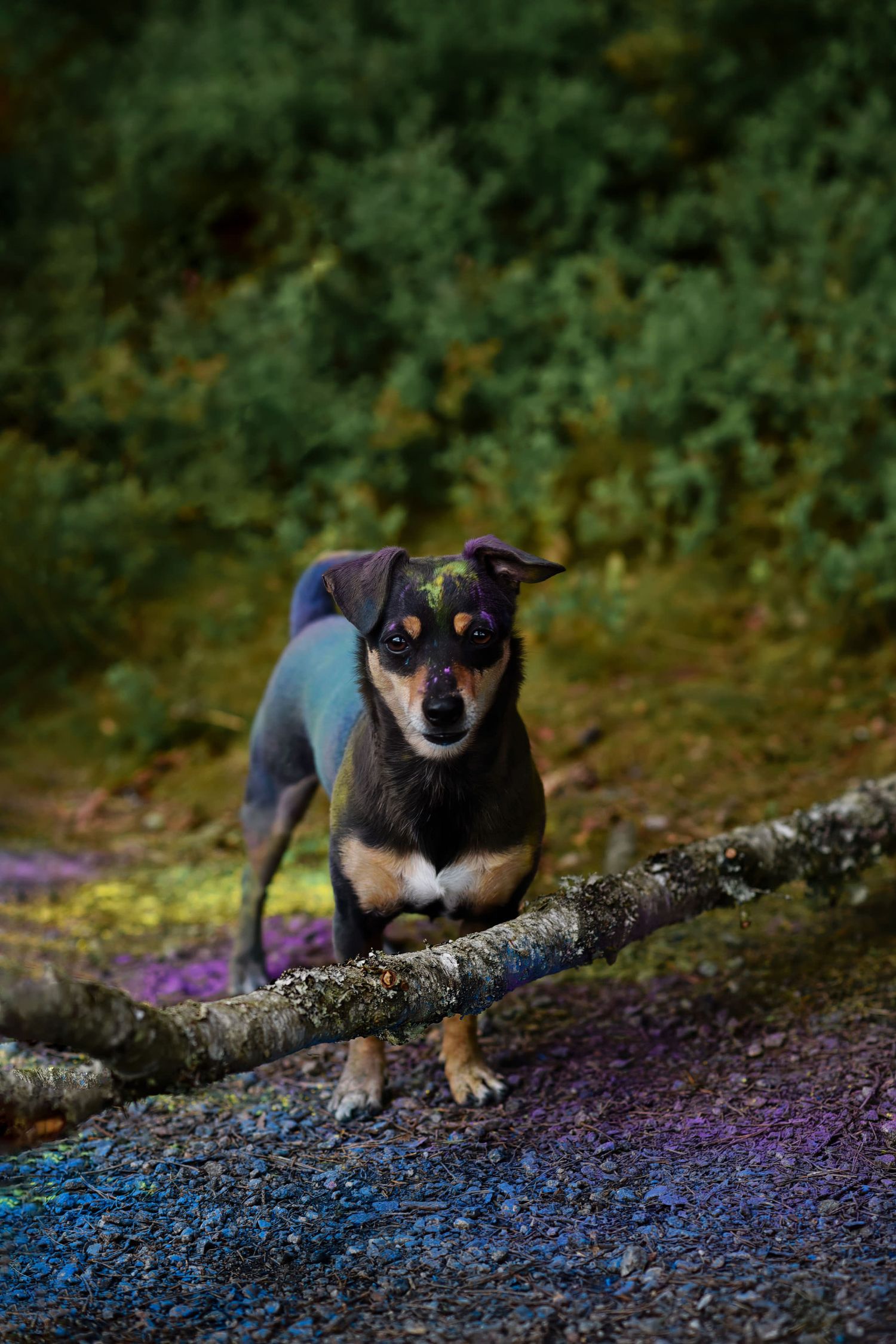 Hundfotograf  Hyssna Marks kommun, Västra Götaland