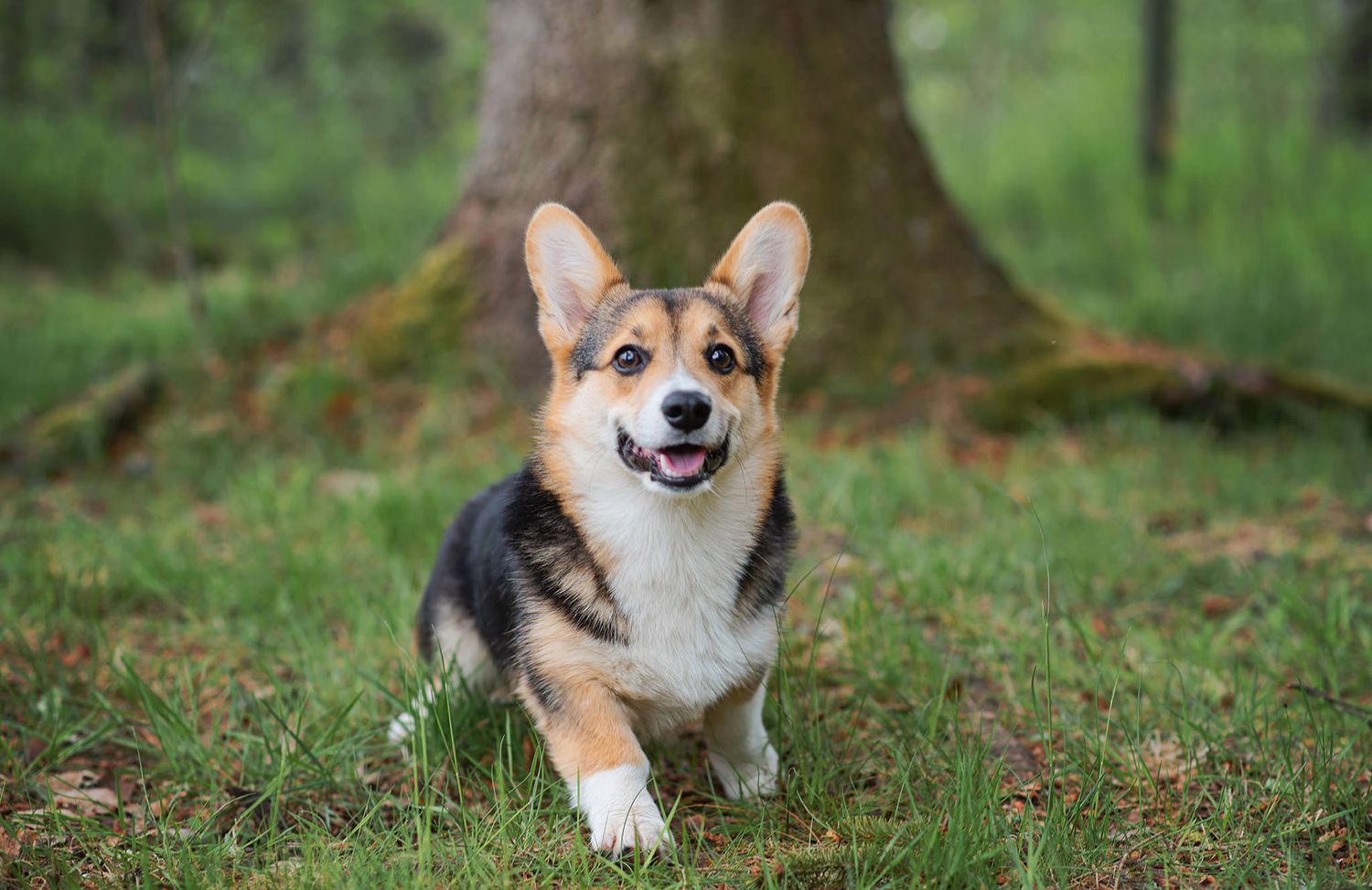 Hundfotograf  Hyssna Marks kommun, Västra Götaland