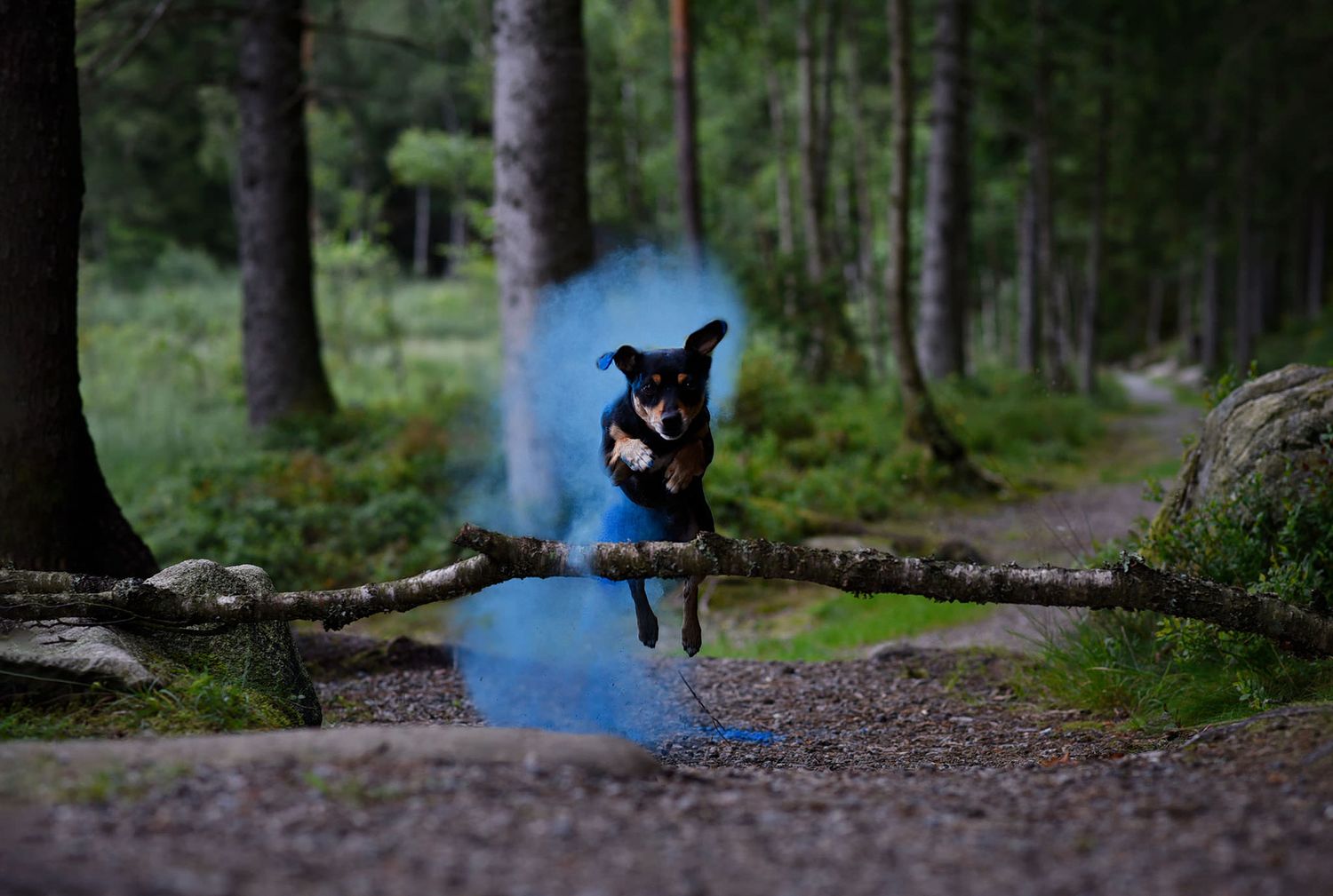 Hundfotograf  Hyssna Marks kommun, Västra Götaland