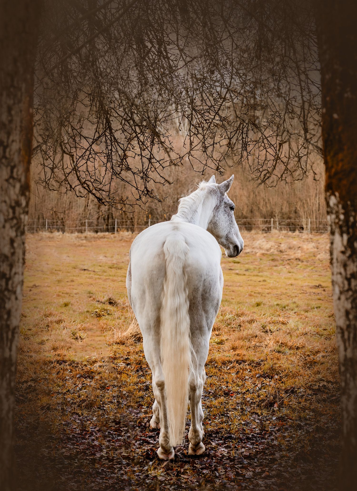 Hästfotograf Hyssna Marks kommun, Västra Götaland, fotografering utomhus, Häst, fotograf,