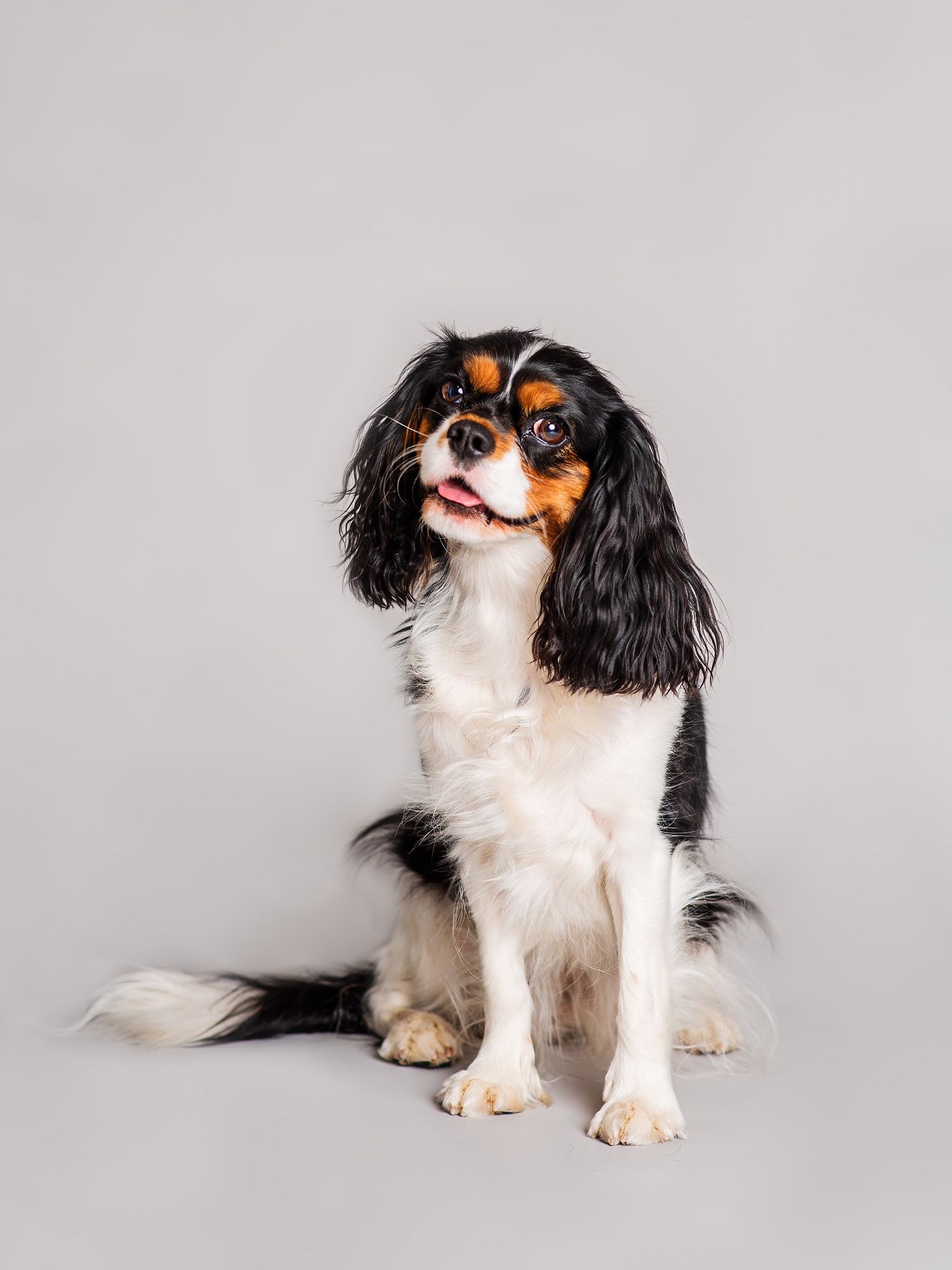 Hundfotograf  Hyssna Marks kommun, Västra Götaland