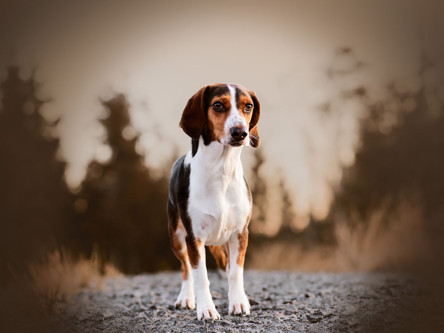 Hundfotograf  Hyssna Marks kommun, Västra Götaland