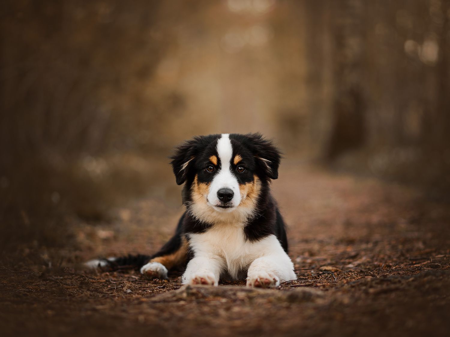 Hundfotograf  Hyssna Marks kommun, Västra Götaland
