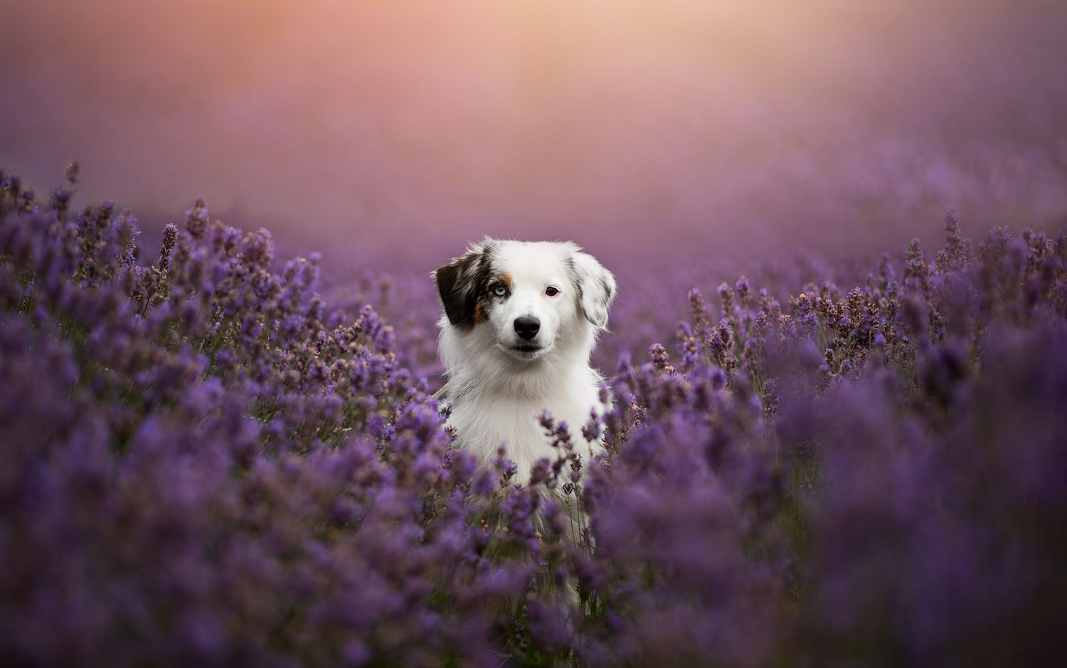 Hundfotograf  Hyssna Marks kommun, Västra Götaland