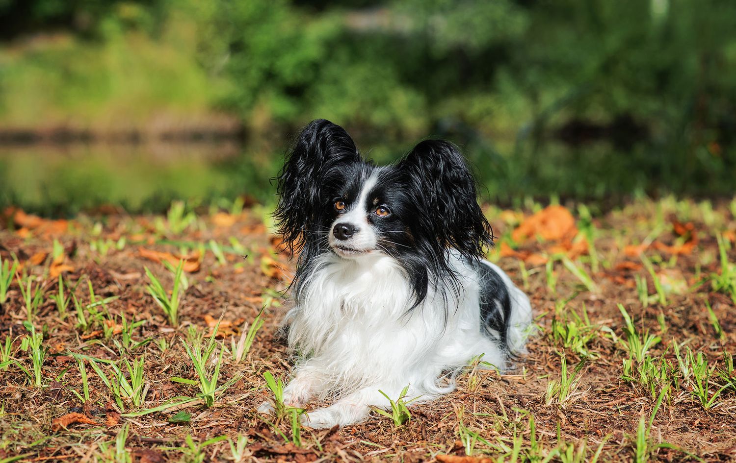 Hundfotograf  Hyssna Marks kommun, Västra Götaland