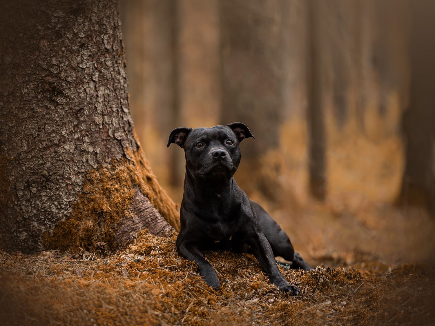 Hundfotograf  Hyssna Marks kommun, Västra Götaland