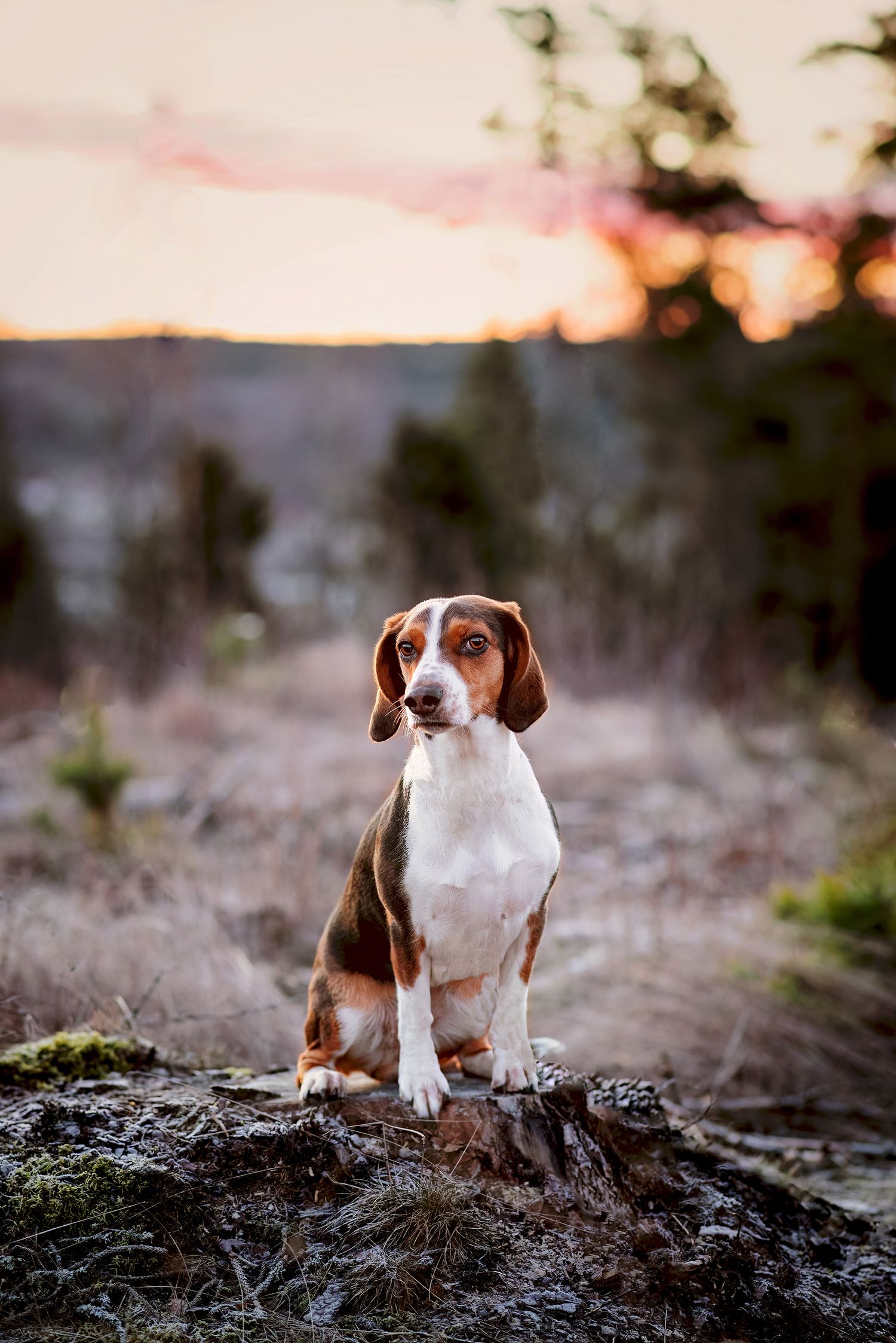 Hundfotograf  Hyssna Marks kommun, Västra Götaland