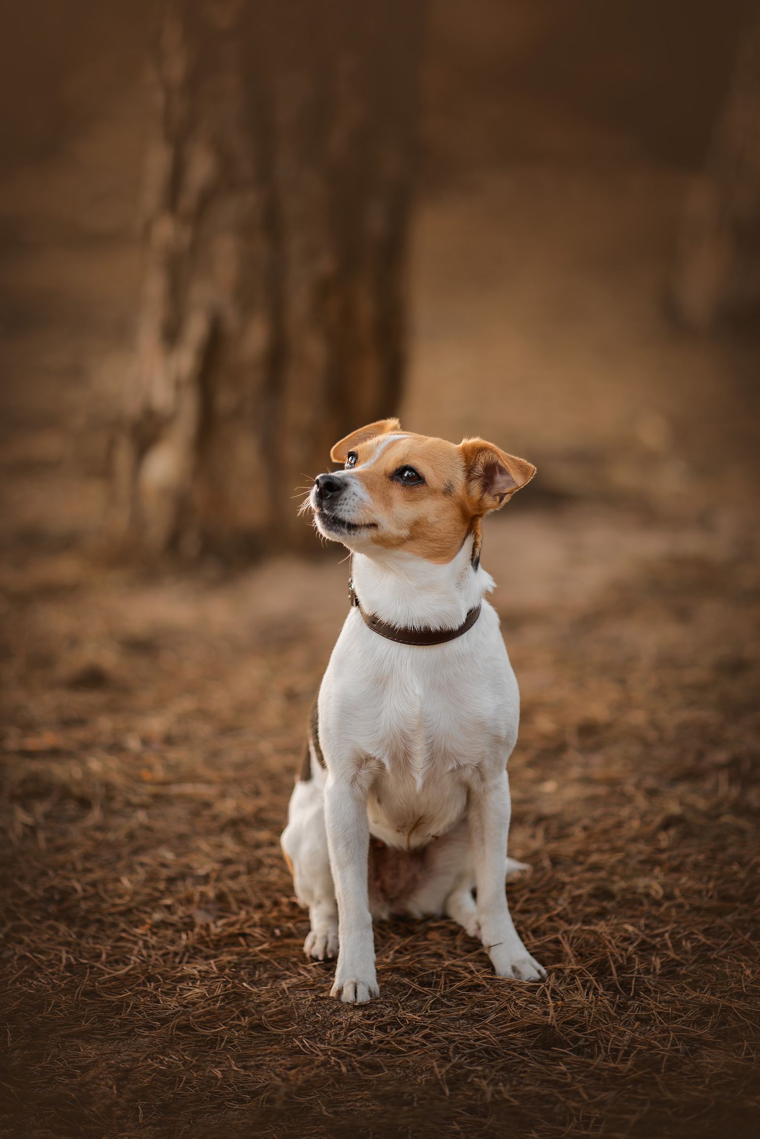 Hundfotograf  Hyssna Marks kommun, Västra Götaland