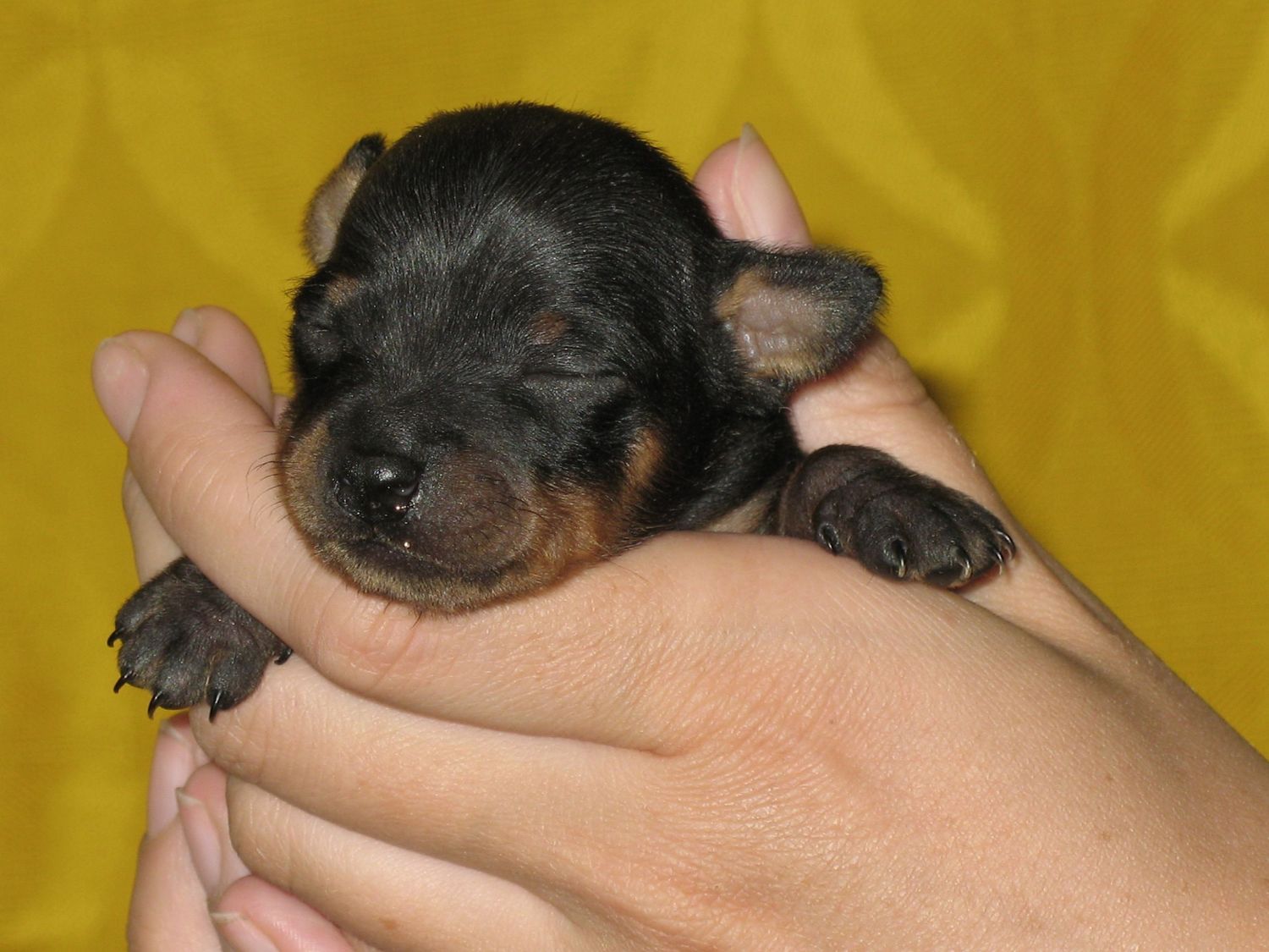 Allis