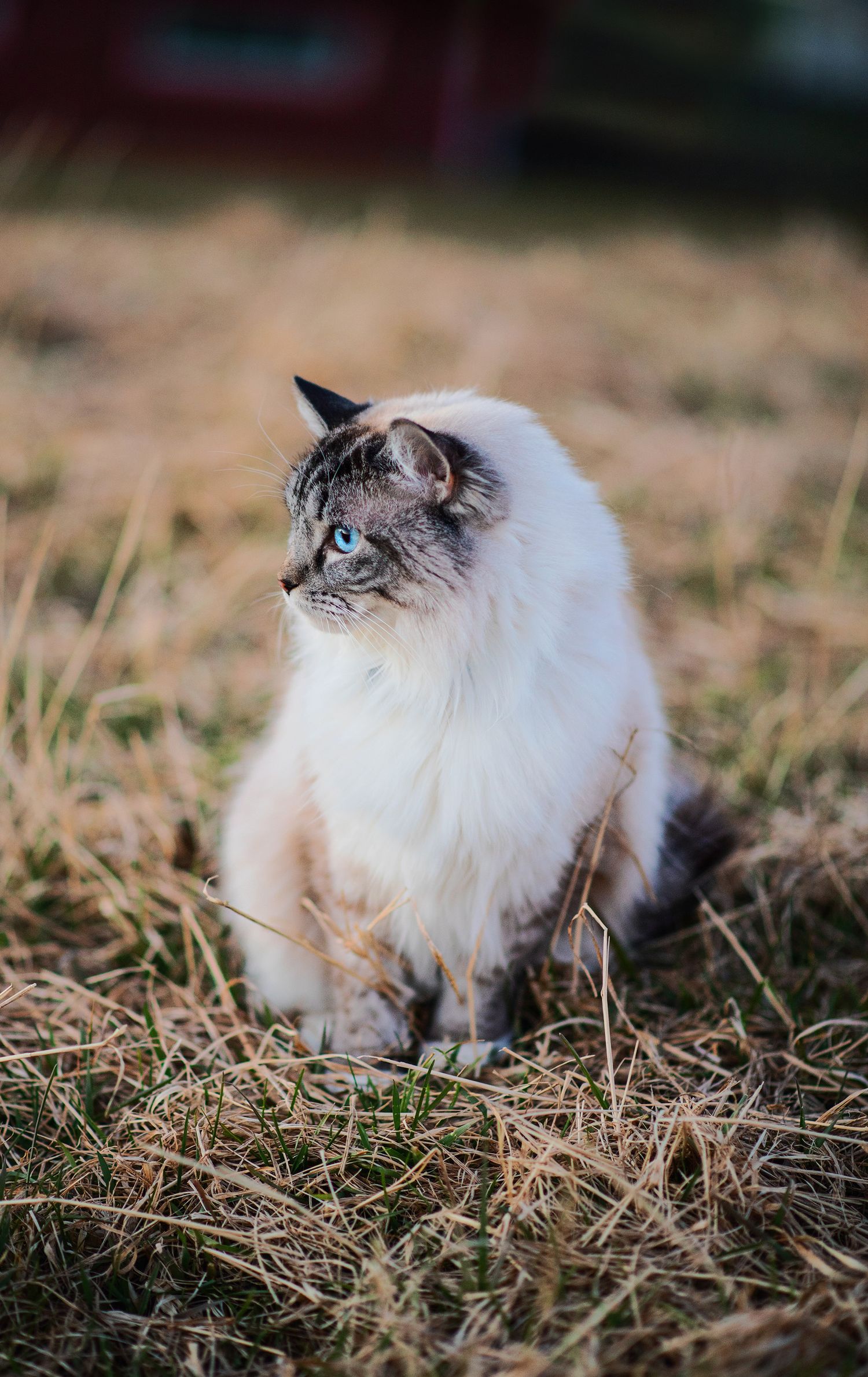 Kattfotograf  Hyssna Marks kommun, Västra Götaland
