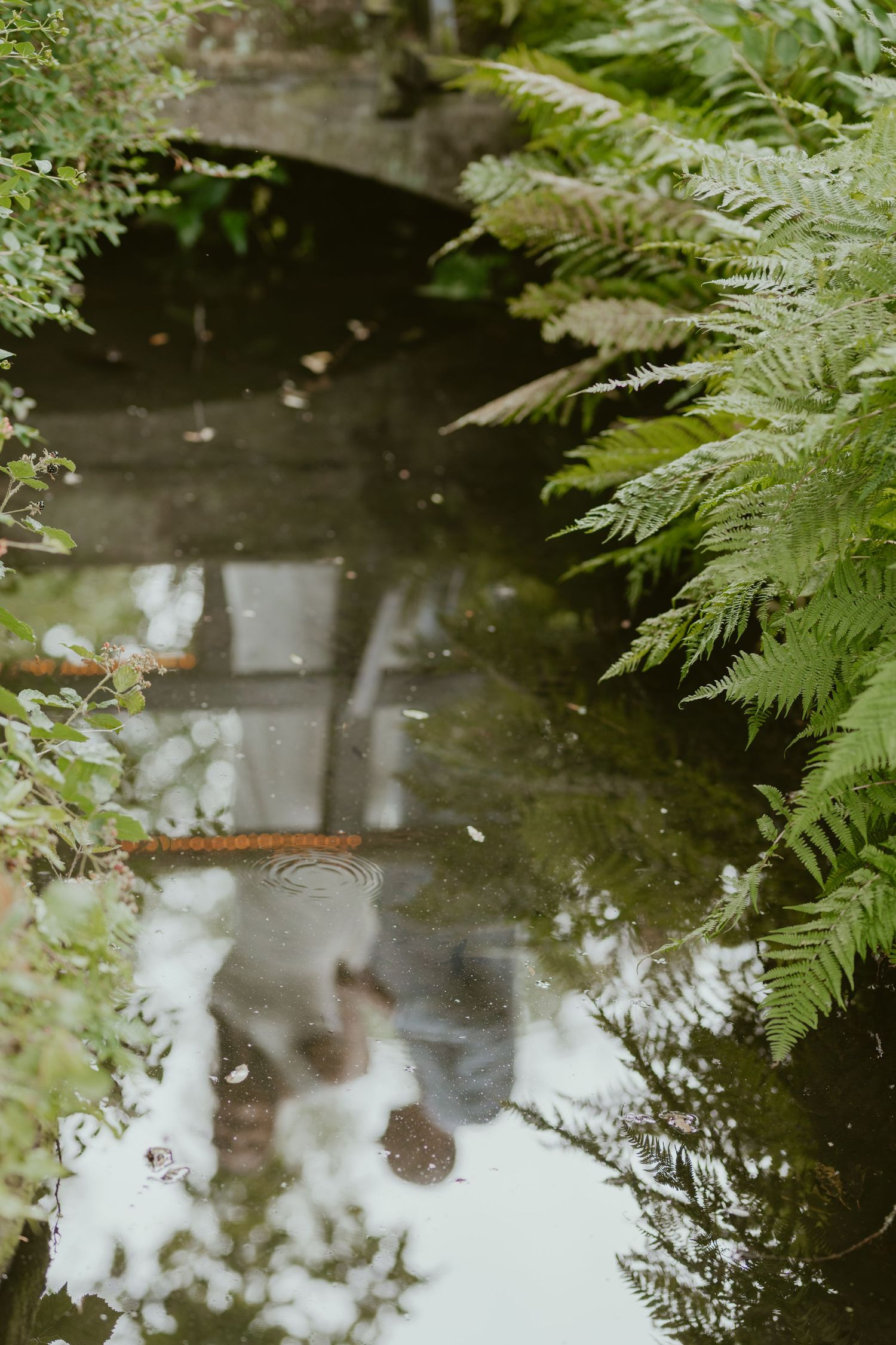 Reflection in a dark pond surrounded by lush ferns and greenery.
