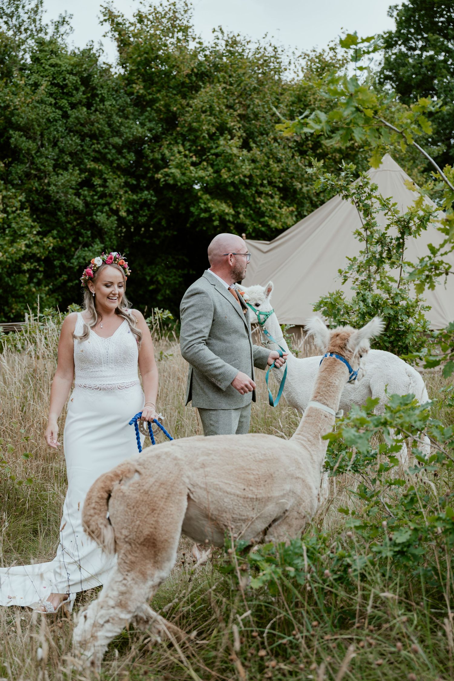 Wedding party interacts with alpacas in a grassy outdoor setting.