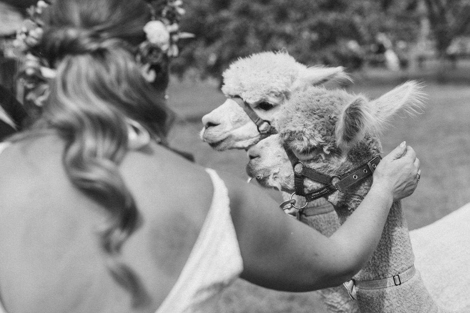 Close-up shots of alpacasa interacting with wedding guests outdoors.