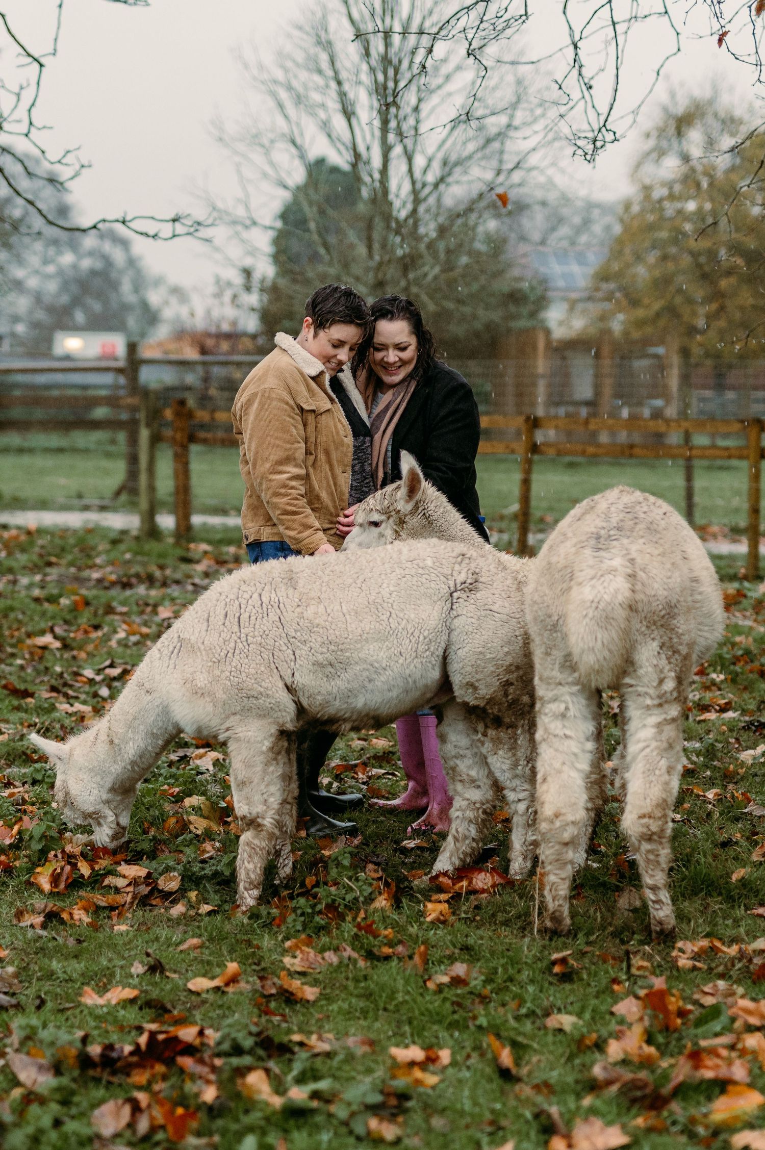 White alpacas grazing in a field covered with fallen autumn leaves.