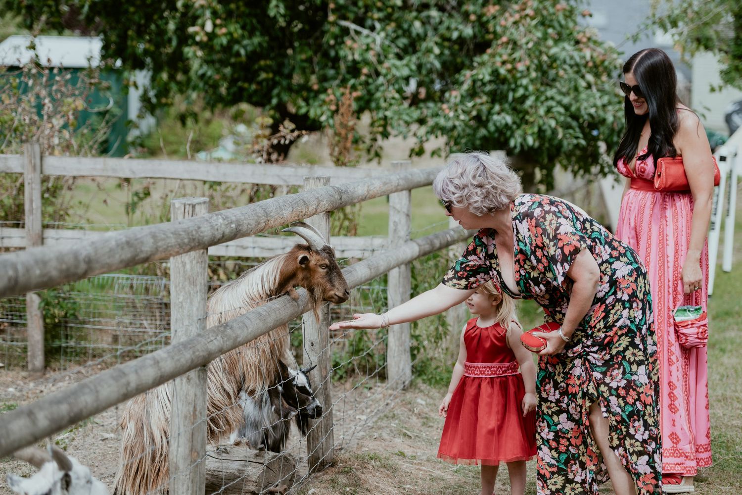 Family petting farm animals through wooden fence at outdoor event.