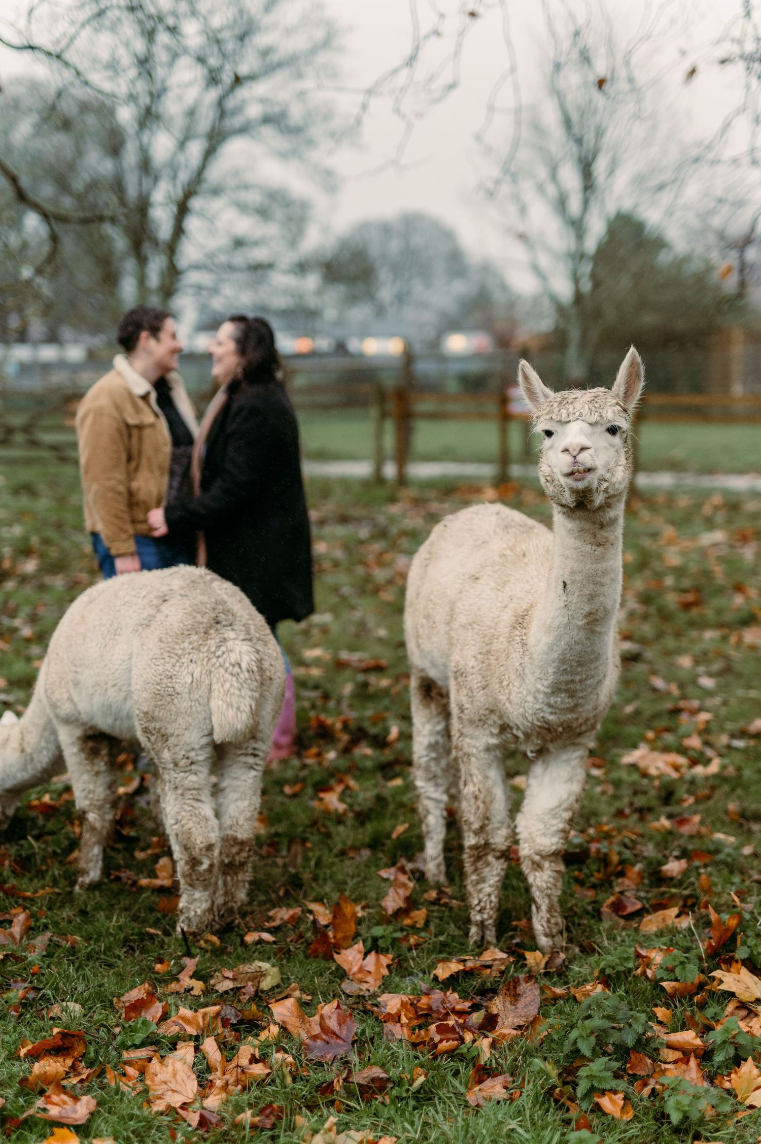 Fluffy white alpacas standing in a field with orange fallen leaves.